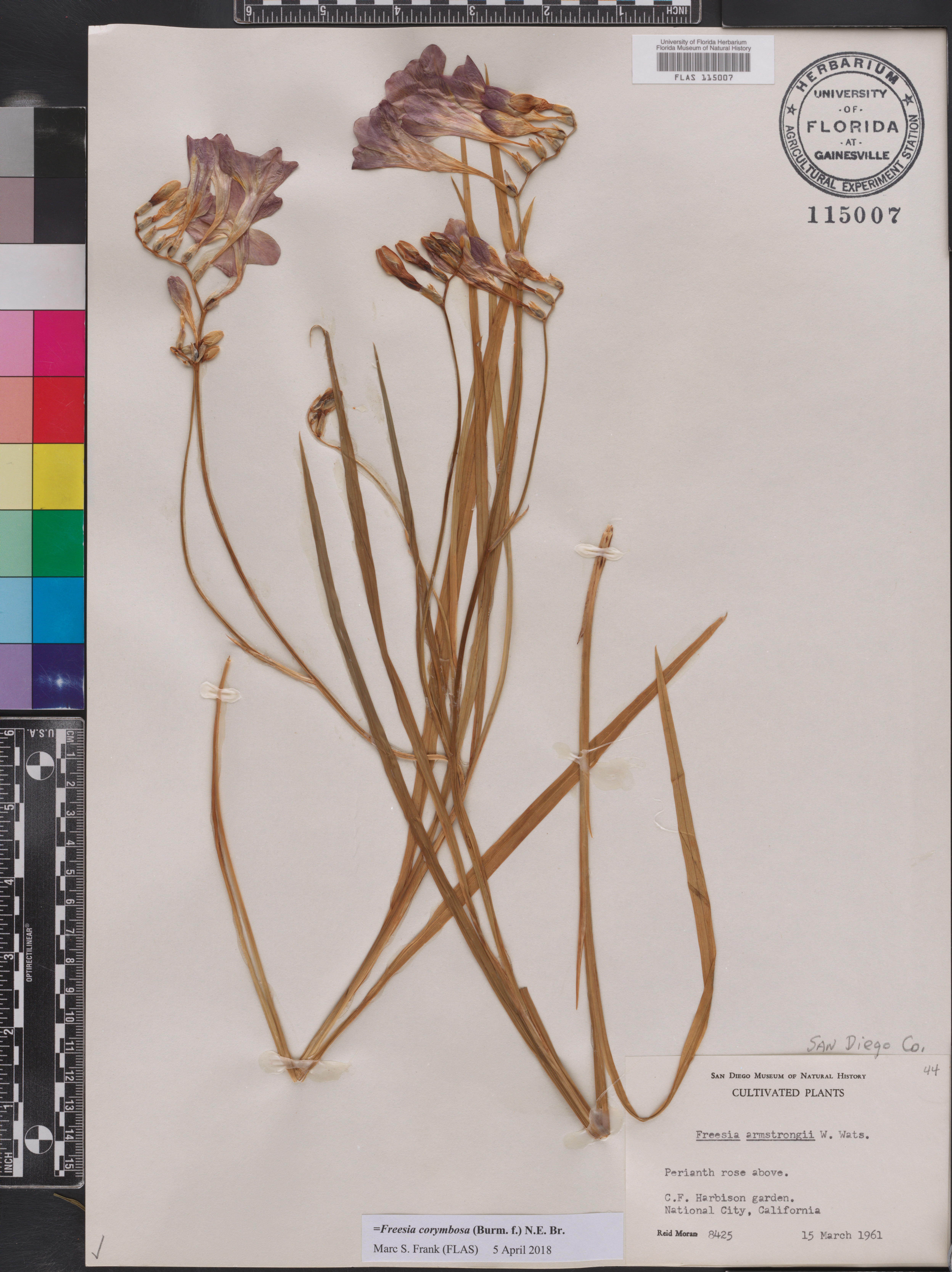 Freesia corymbosa image