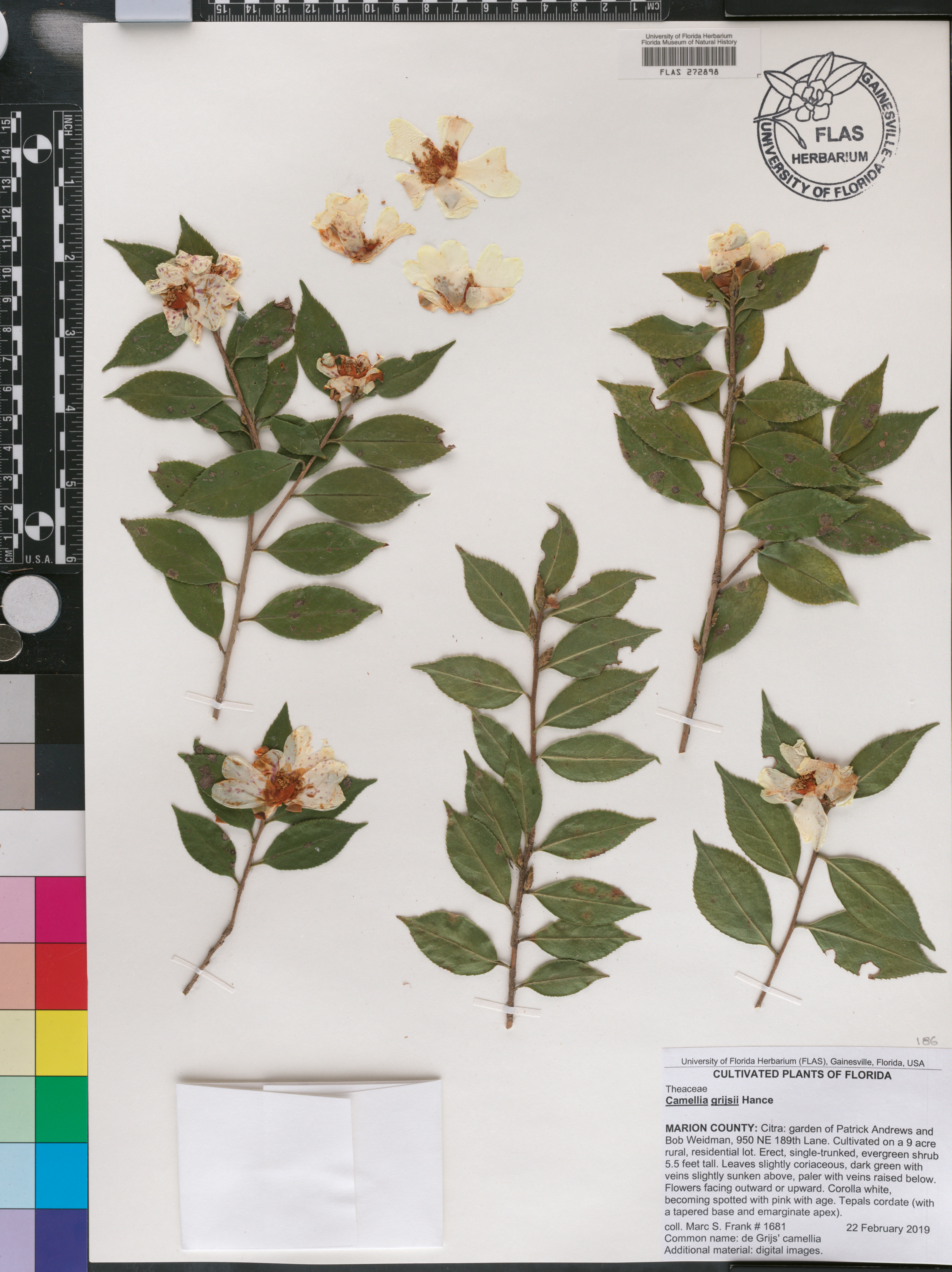 Camellia grijsii image