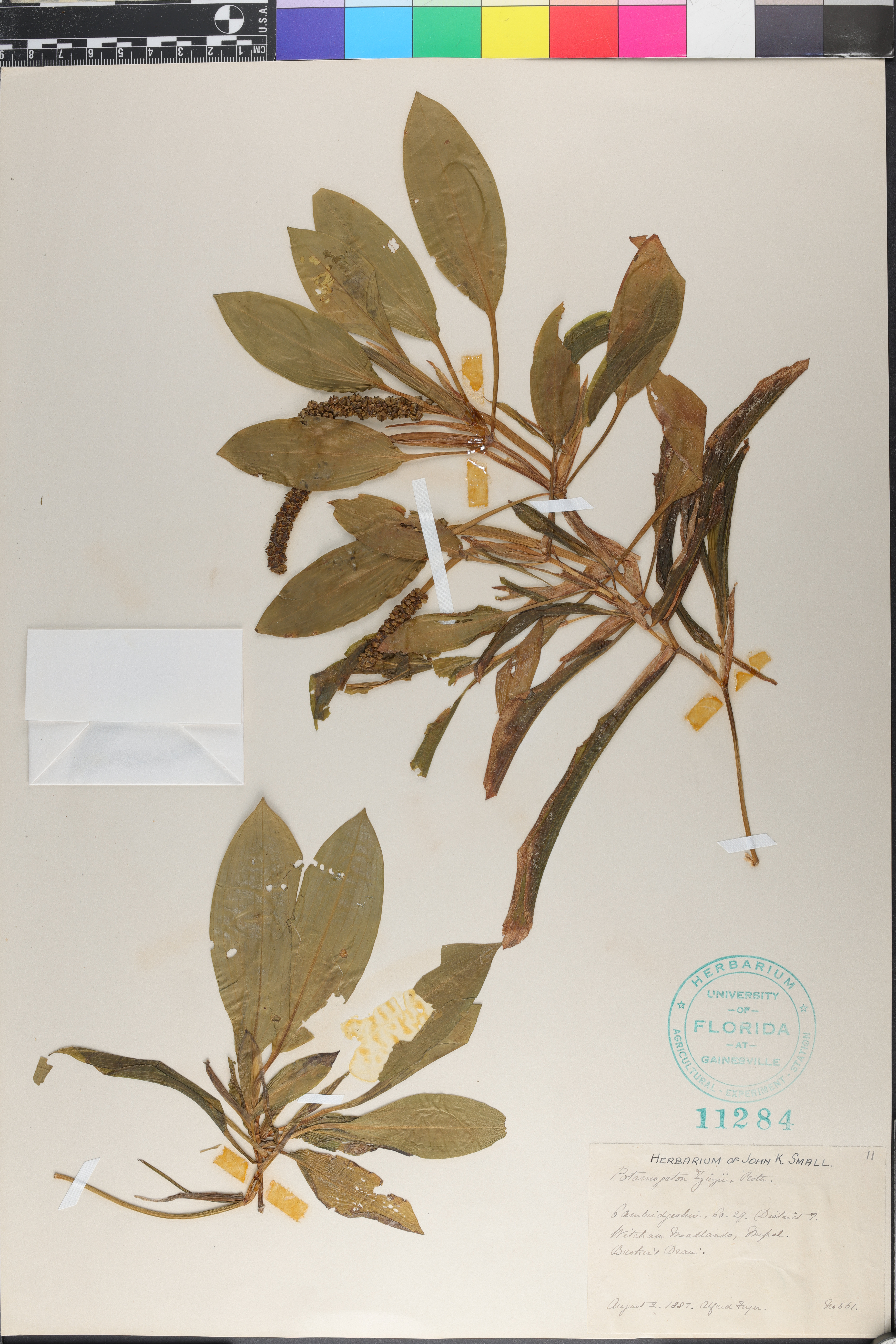 Potamogeton lucens image