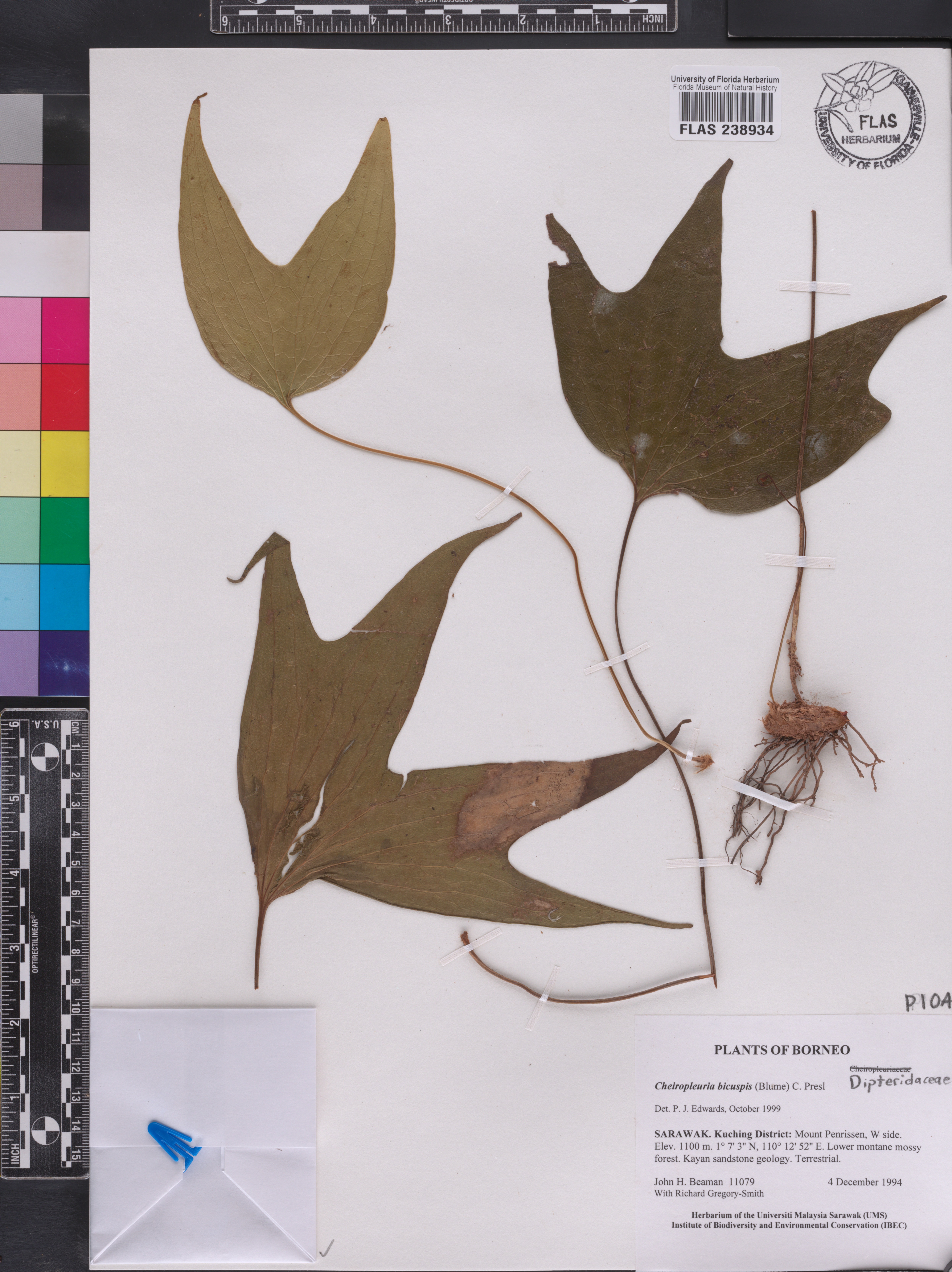 Cheiropleuria image