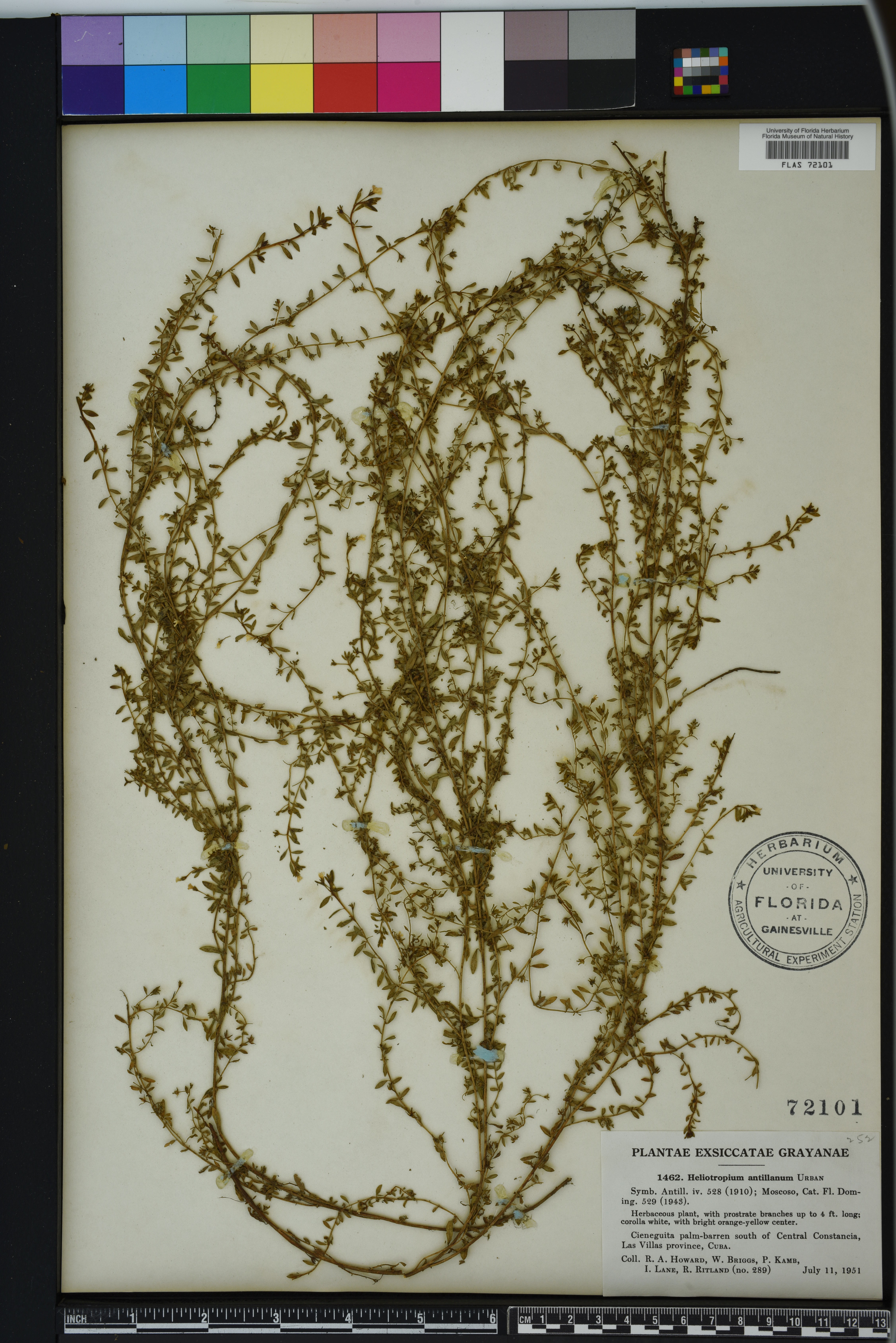 Euploca antillana image