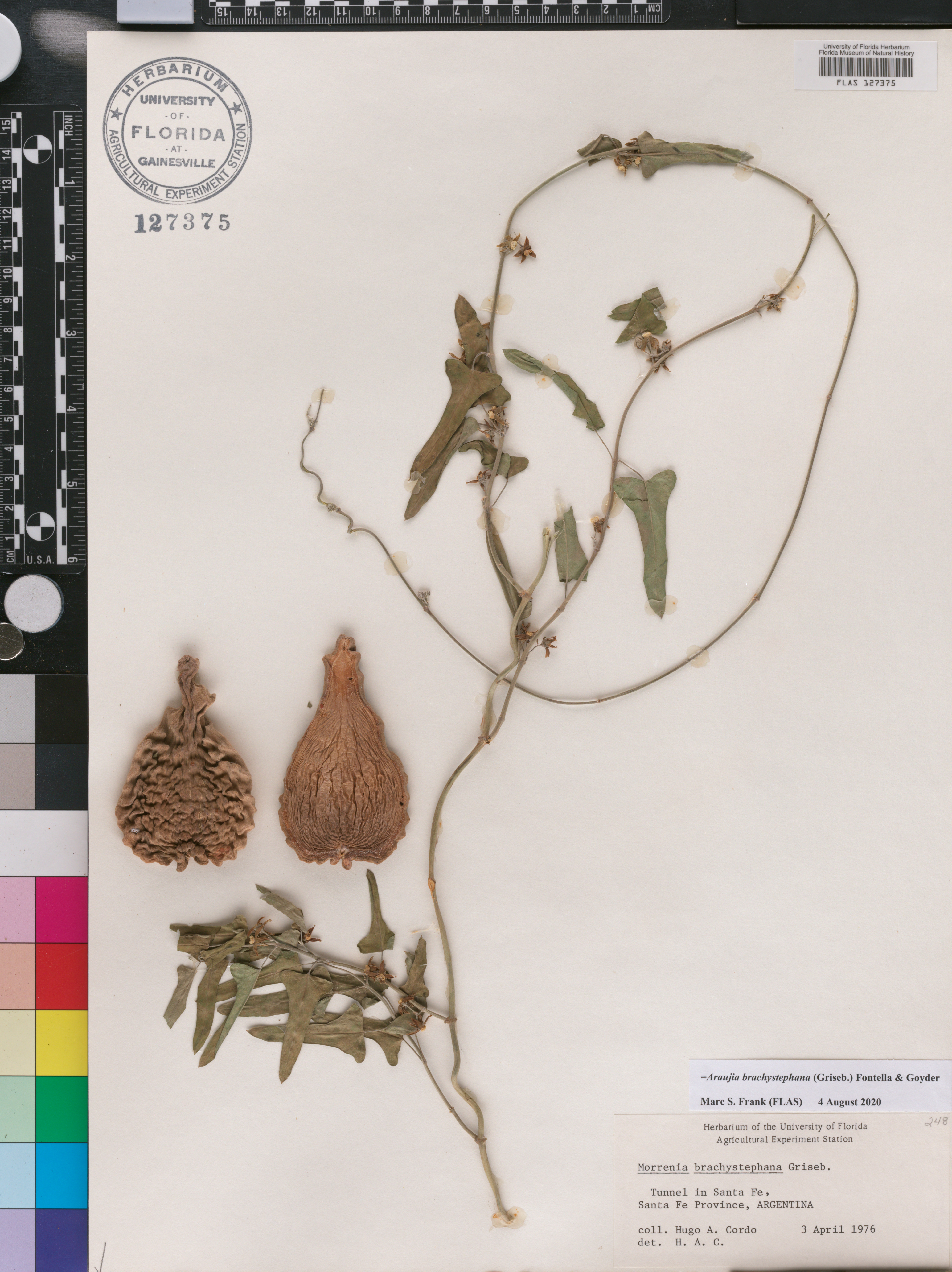 Araujia brachystephana image