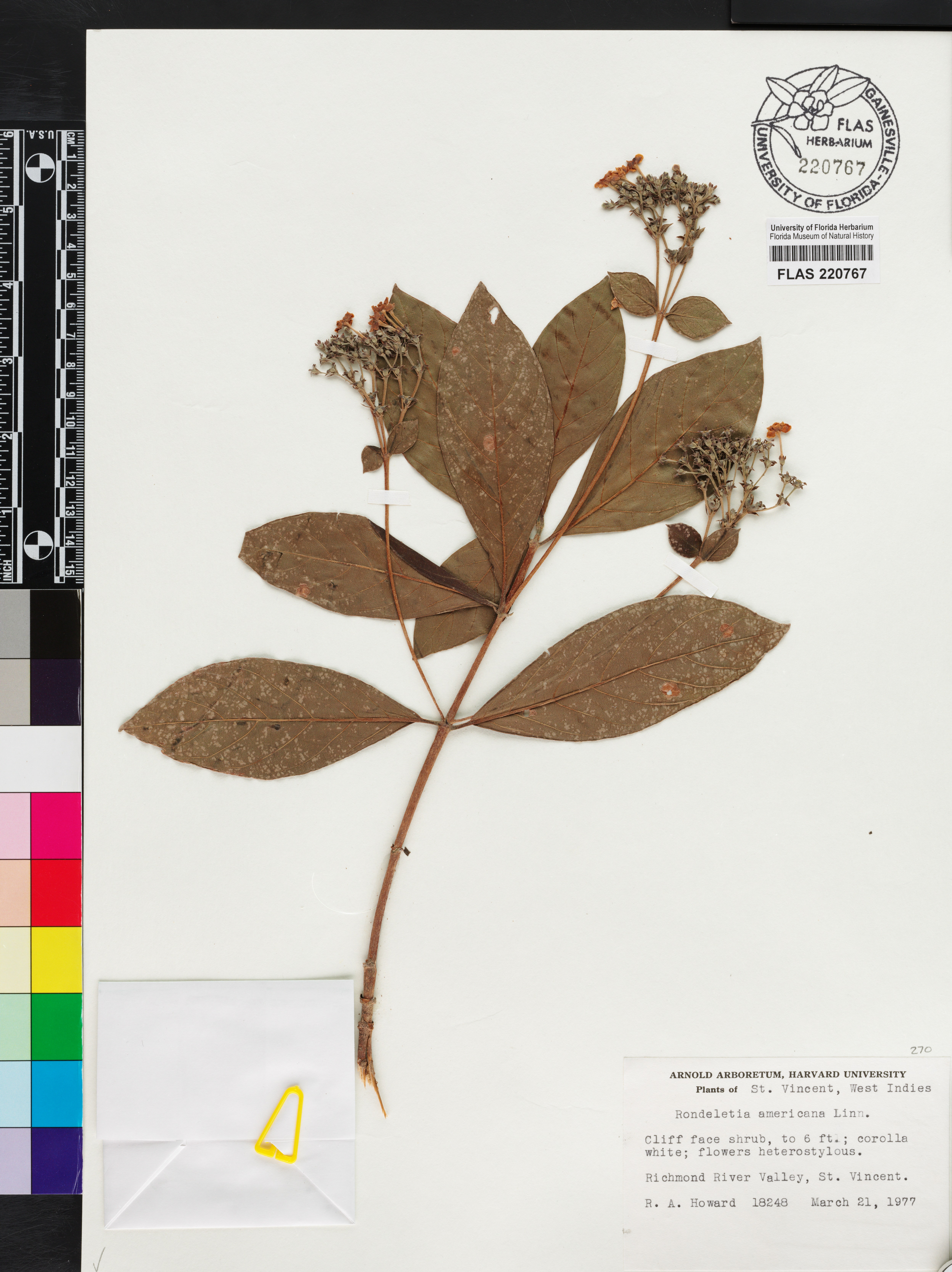 Rondeletia americana image