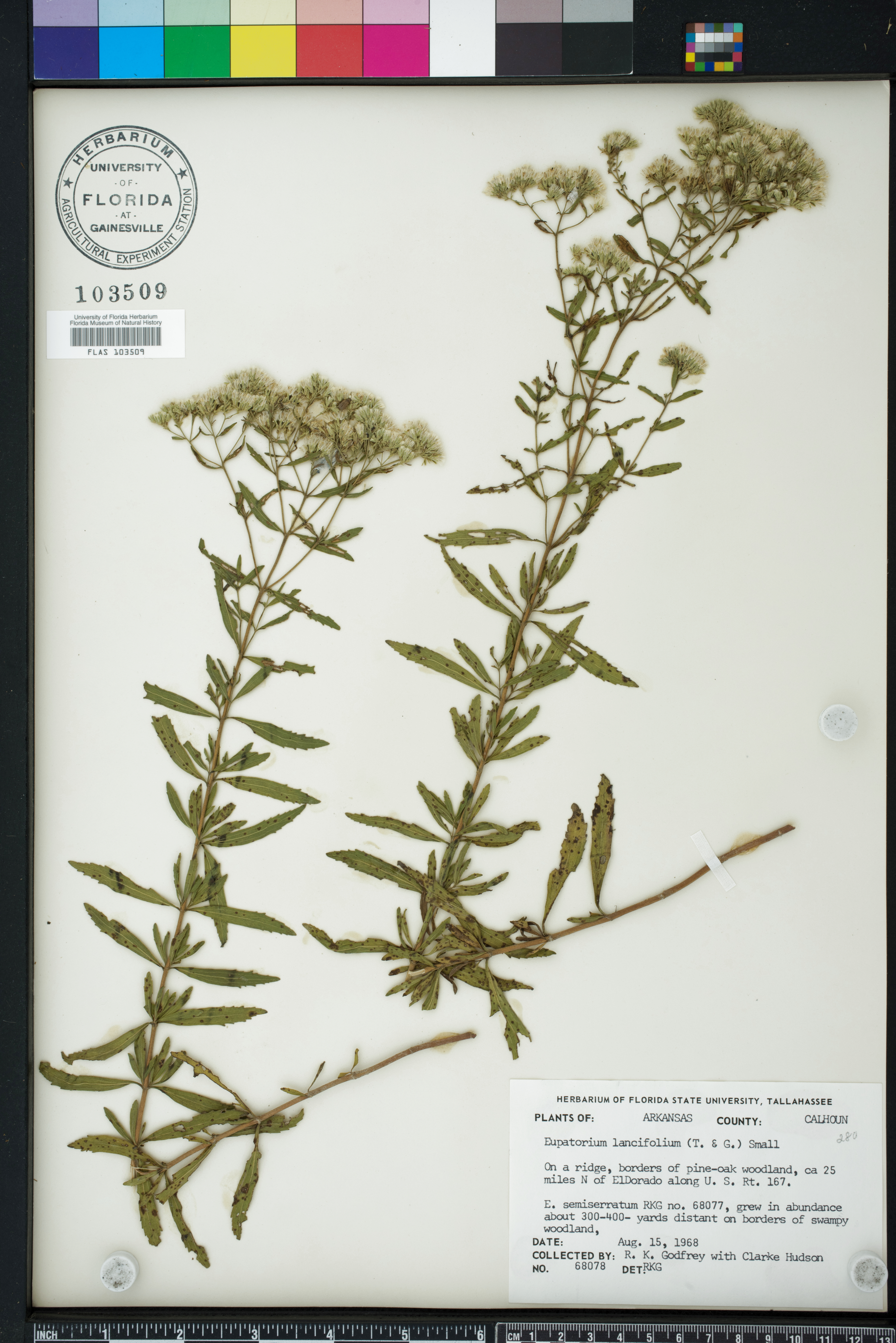Eupatorium lancifolium image