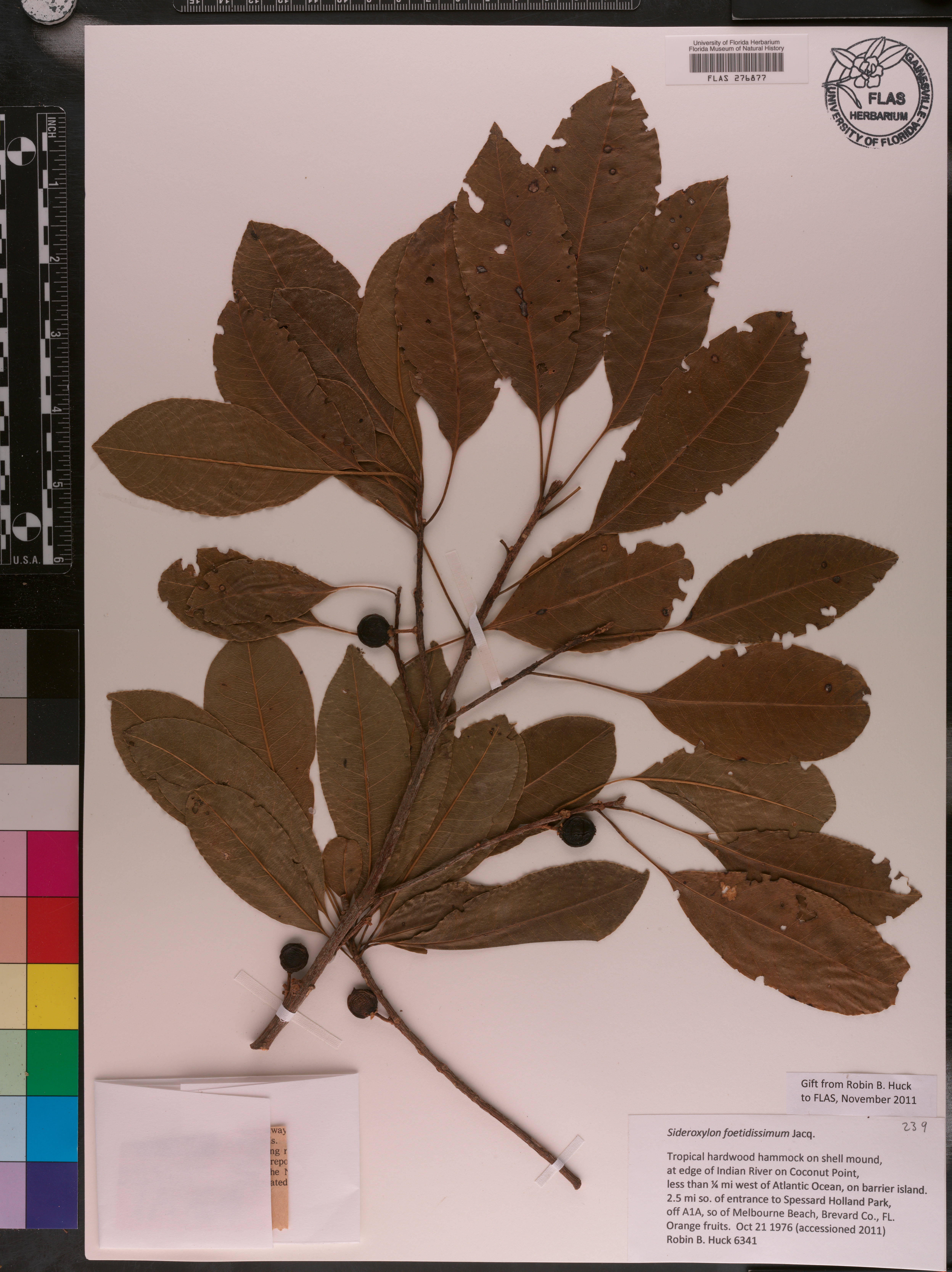 Sideroxylon foetidissimum image