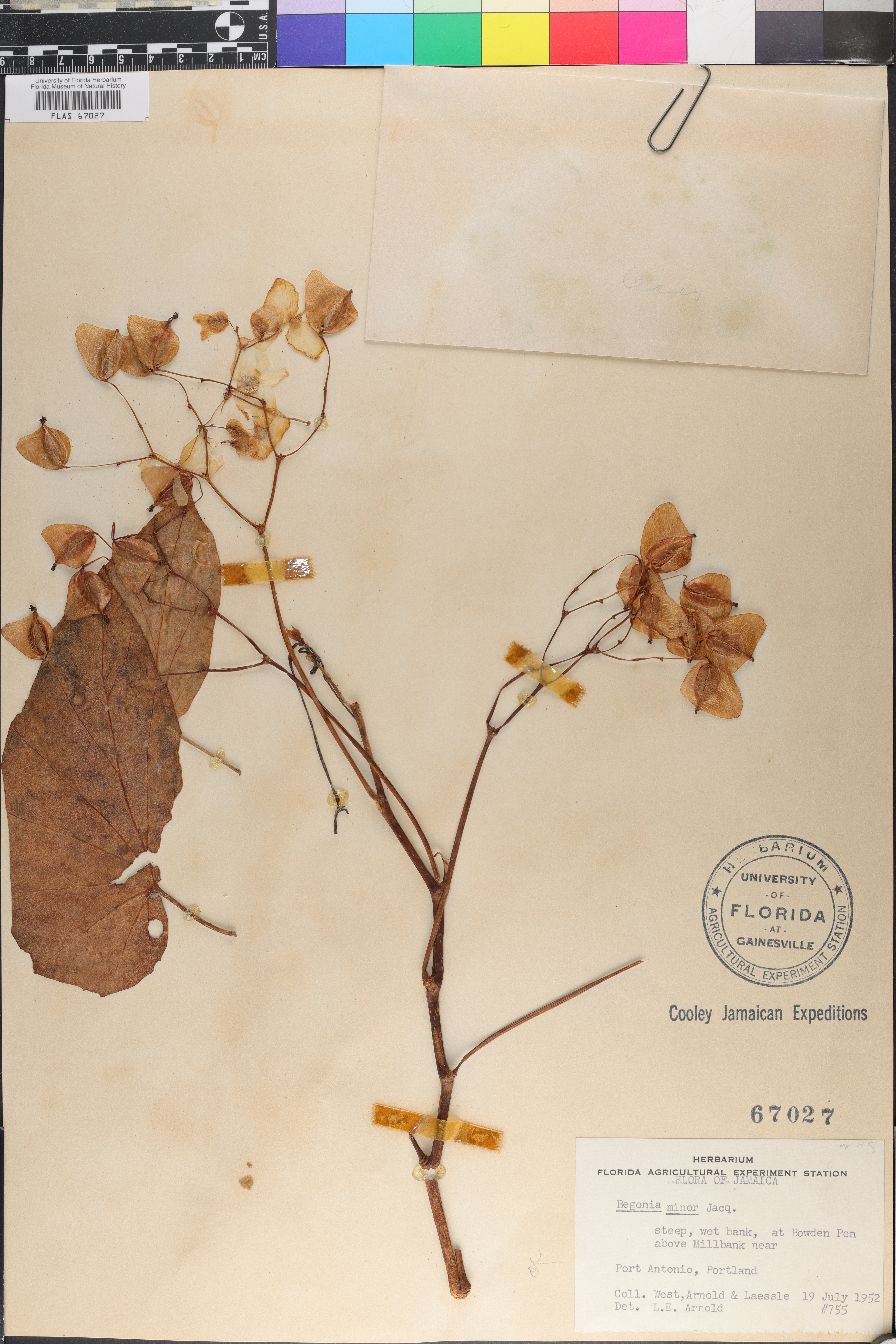 Begonia minor image