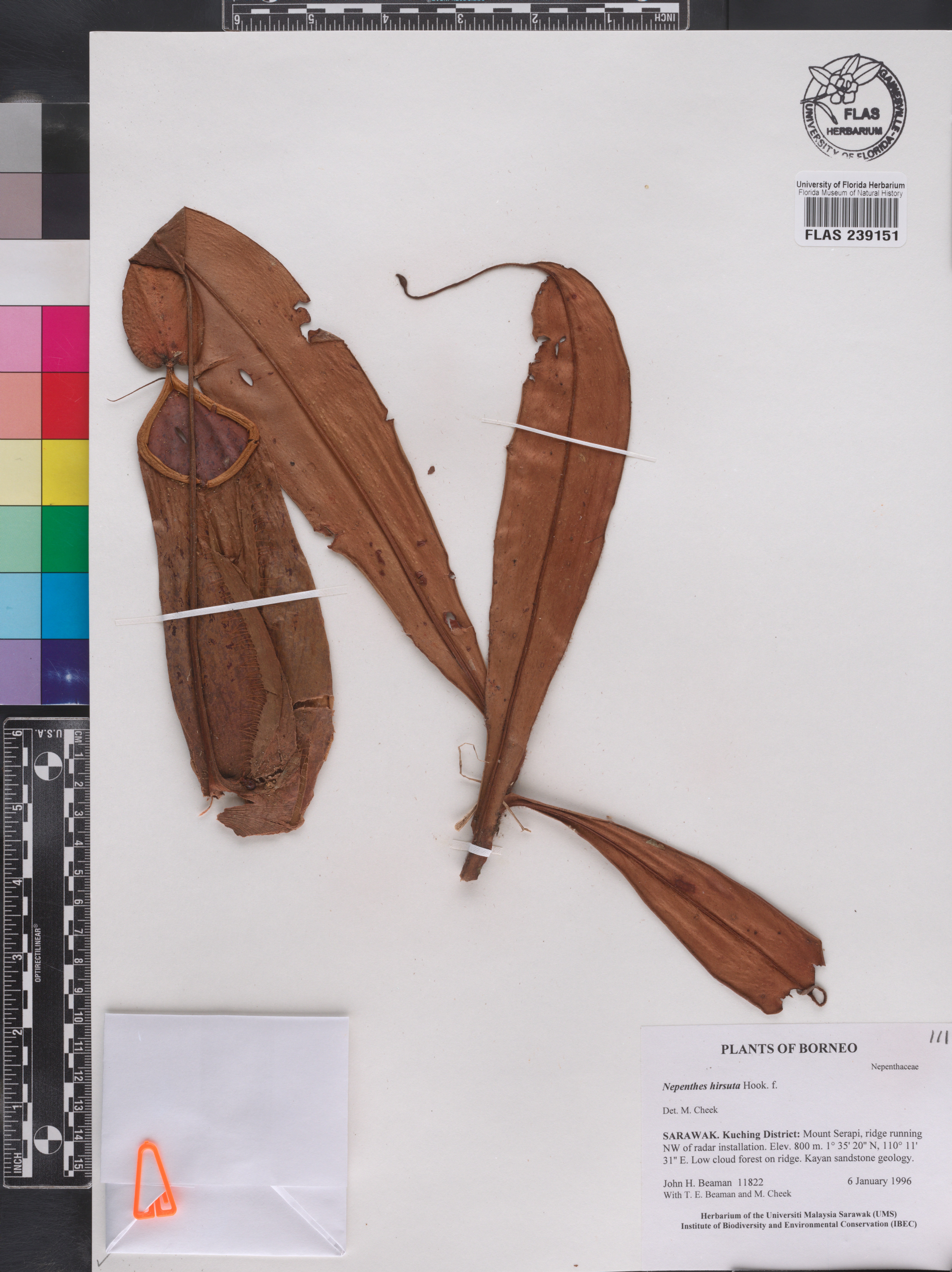 Nepenthes hirsuta image