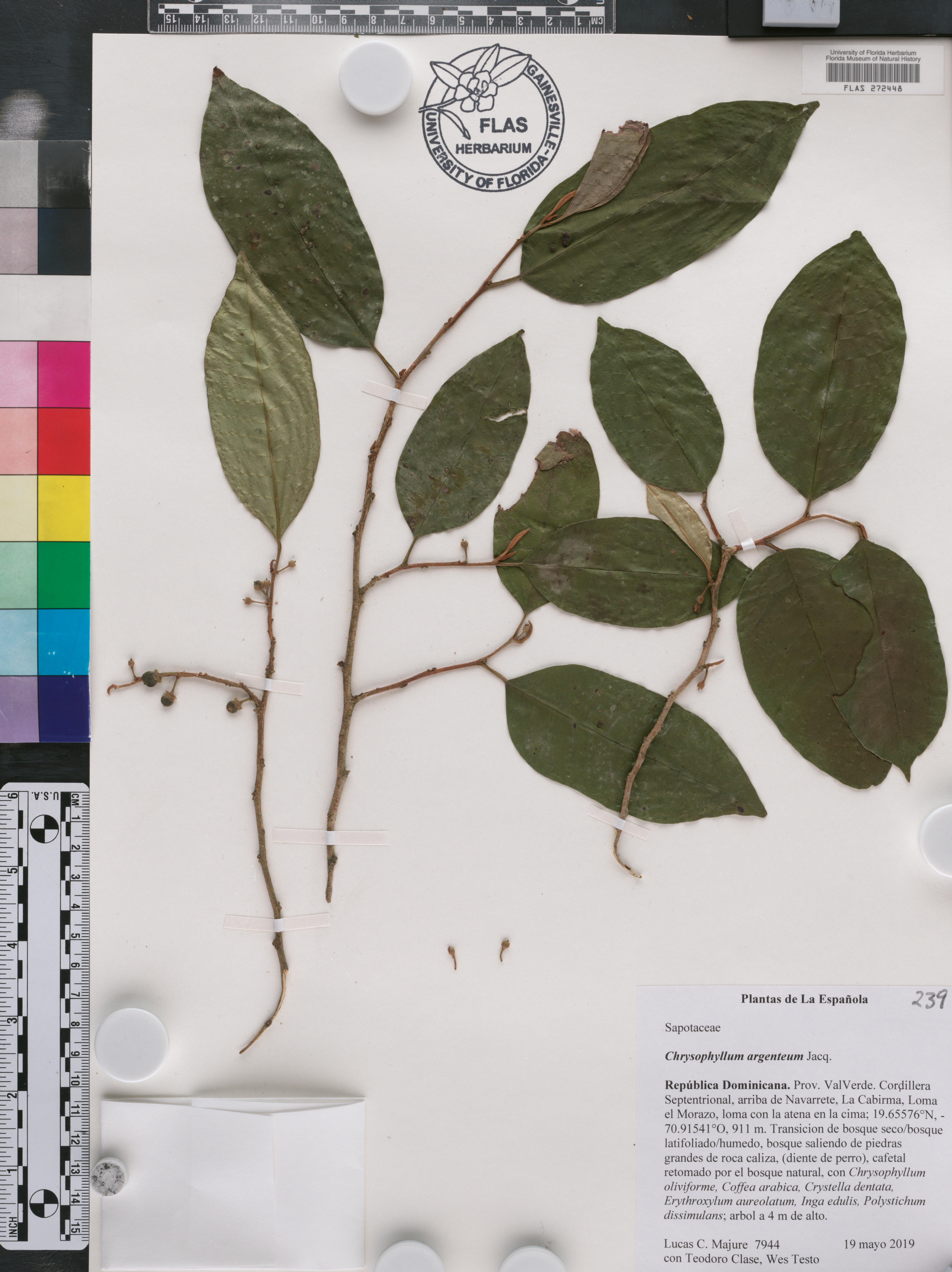 Chrysophyllum argenteum image