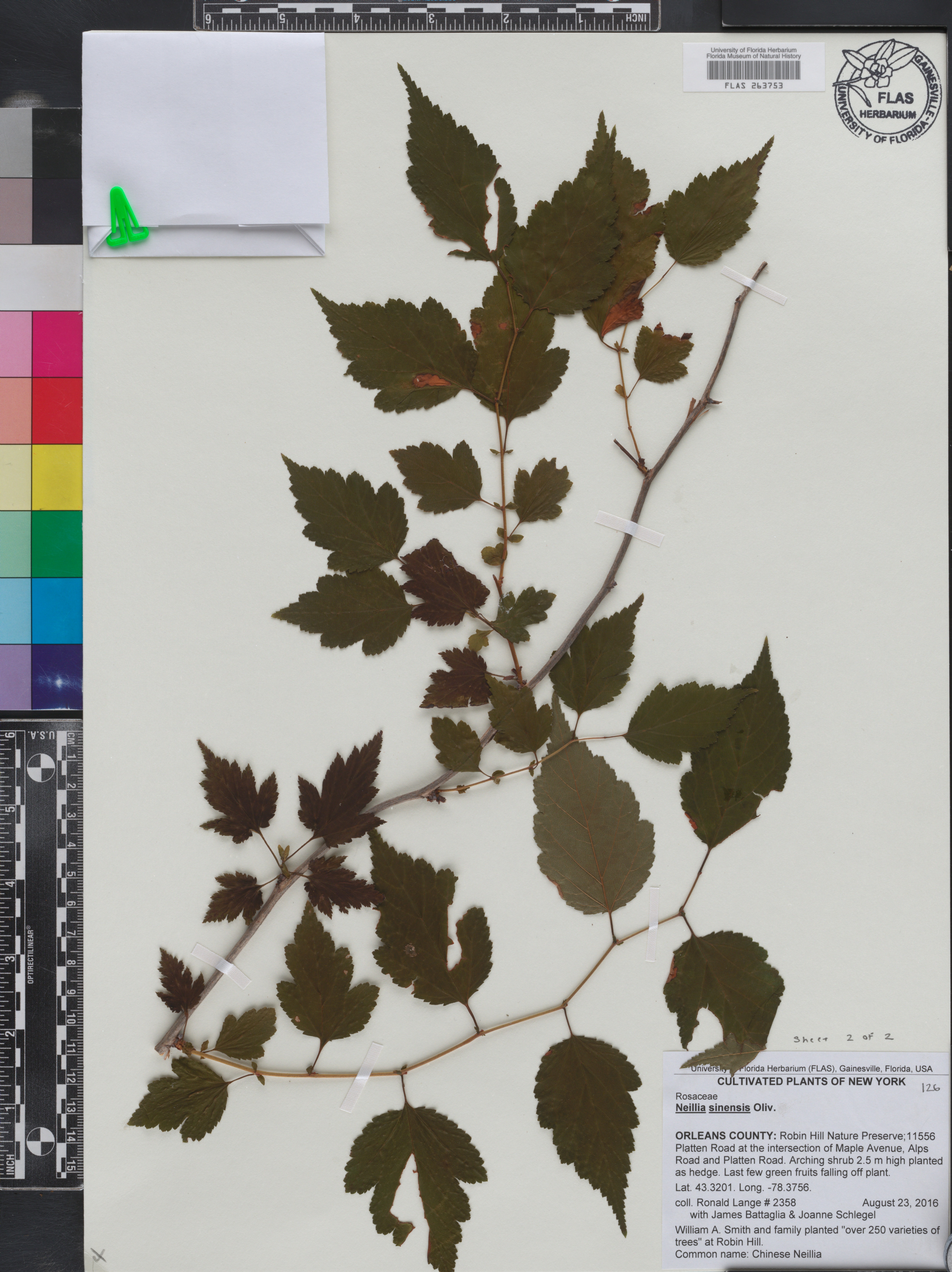 Neillia sinensis image