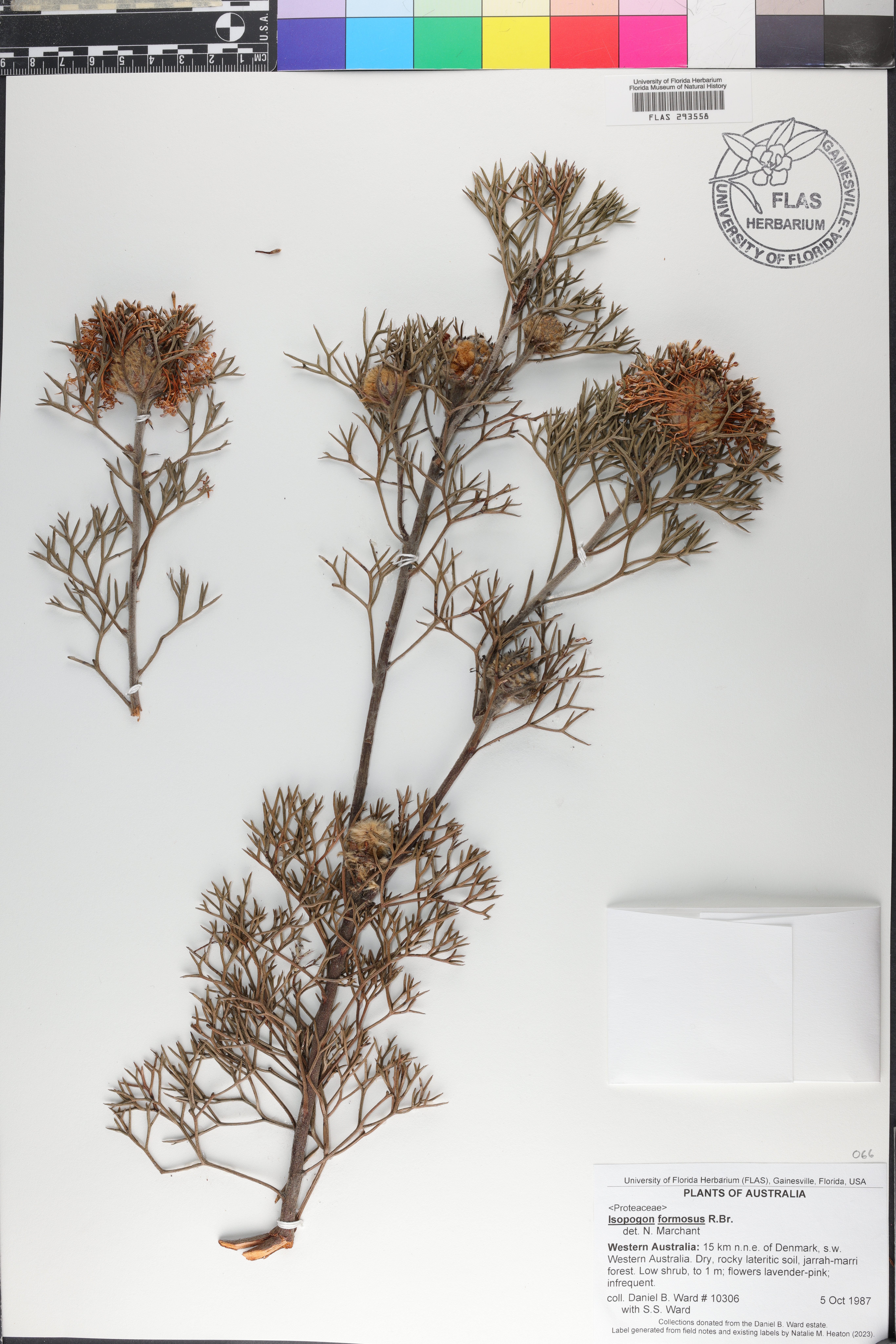 Isopogon formosus image