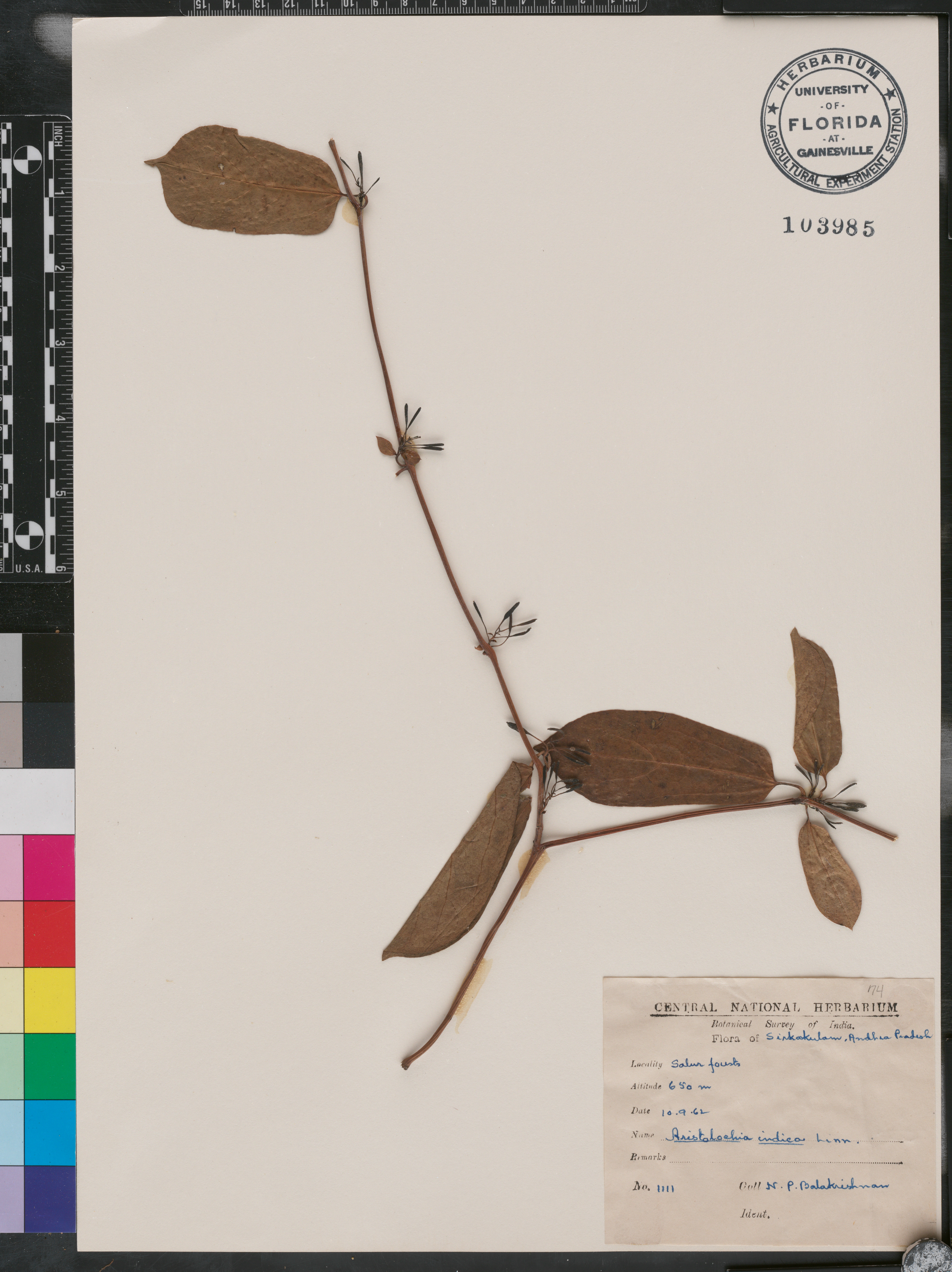 Aristolochia indica image