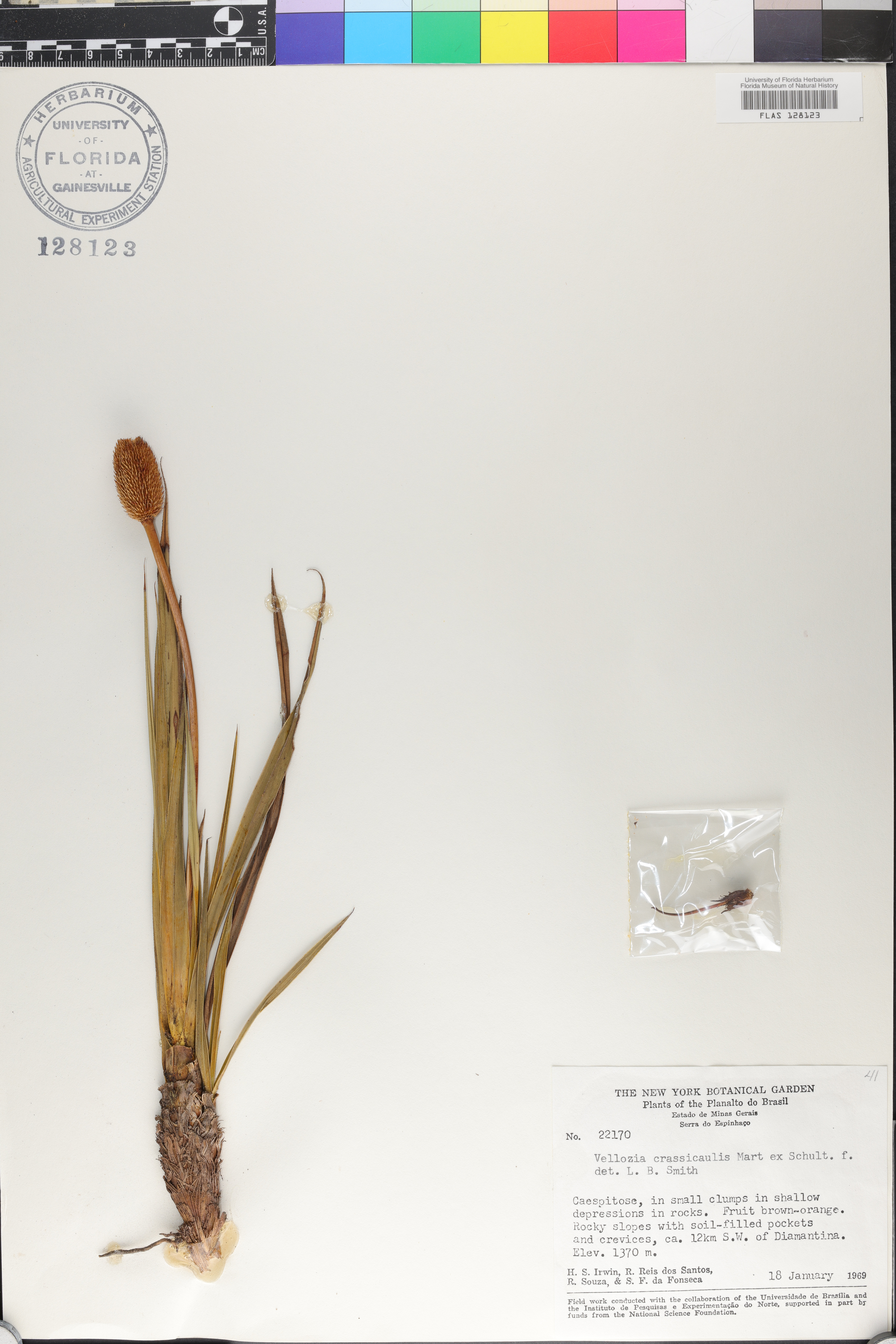 Vellozia albiflora image