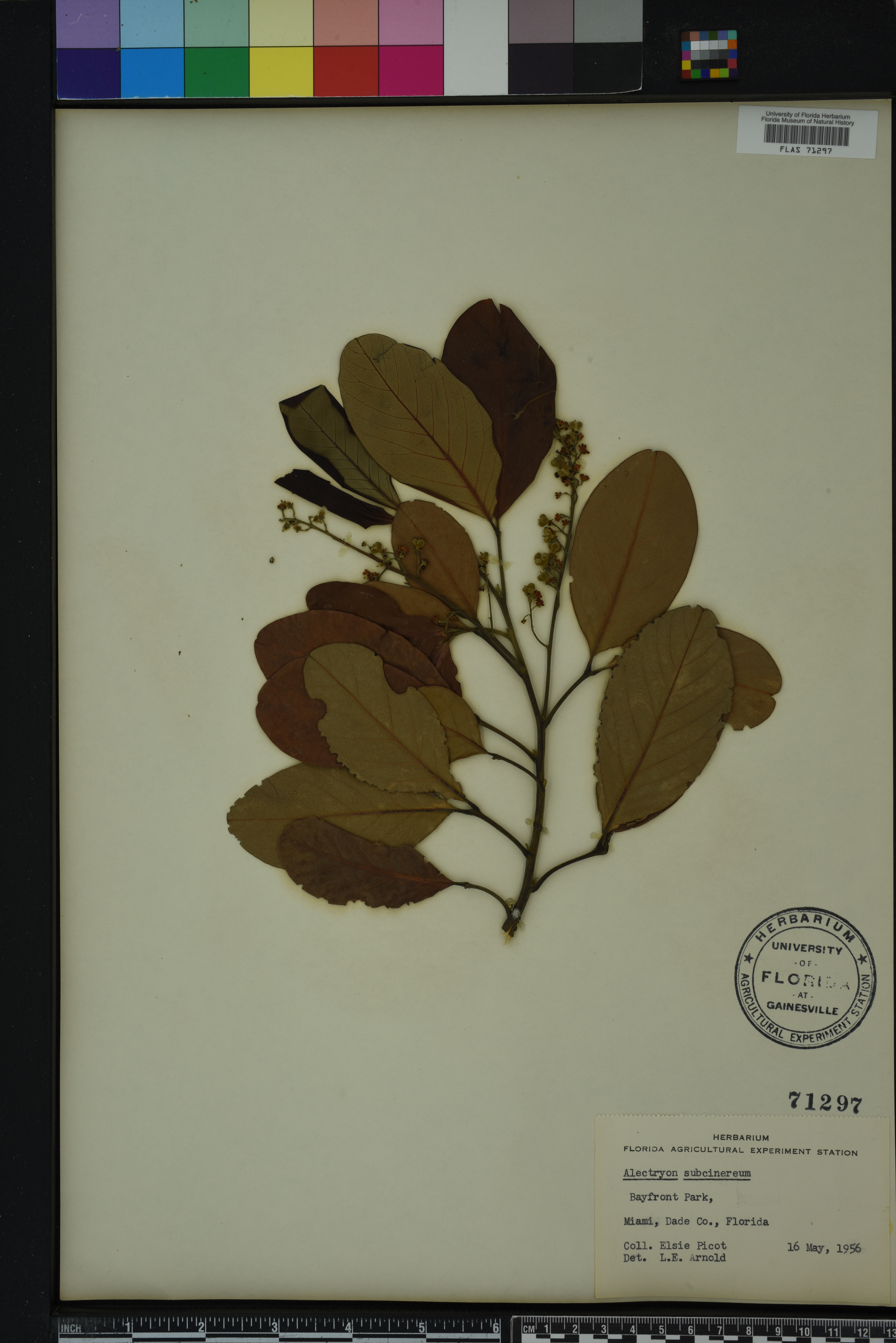 Alectryon subcinereum image