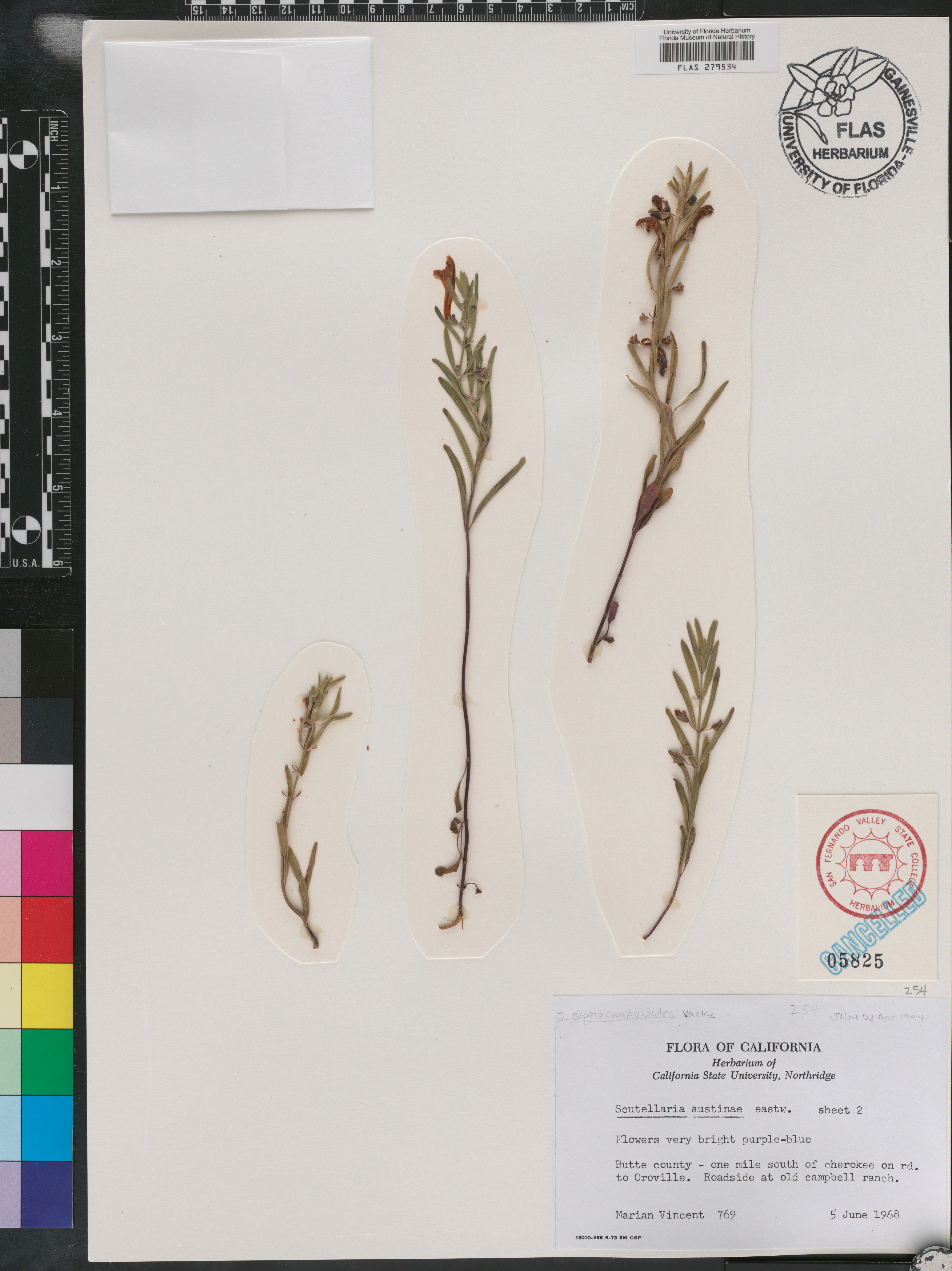 Scutellaria austinae image