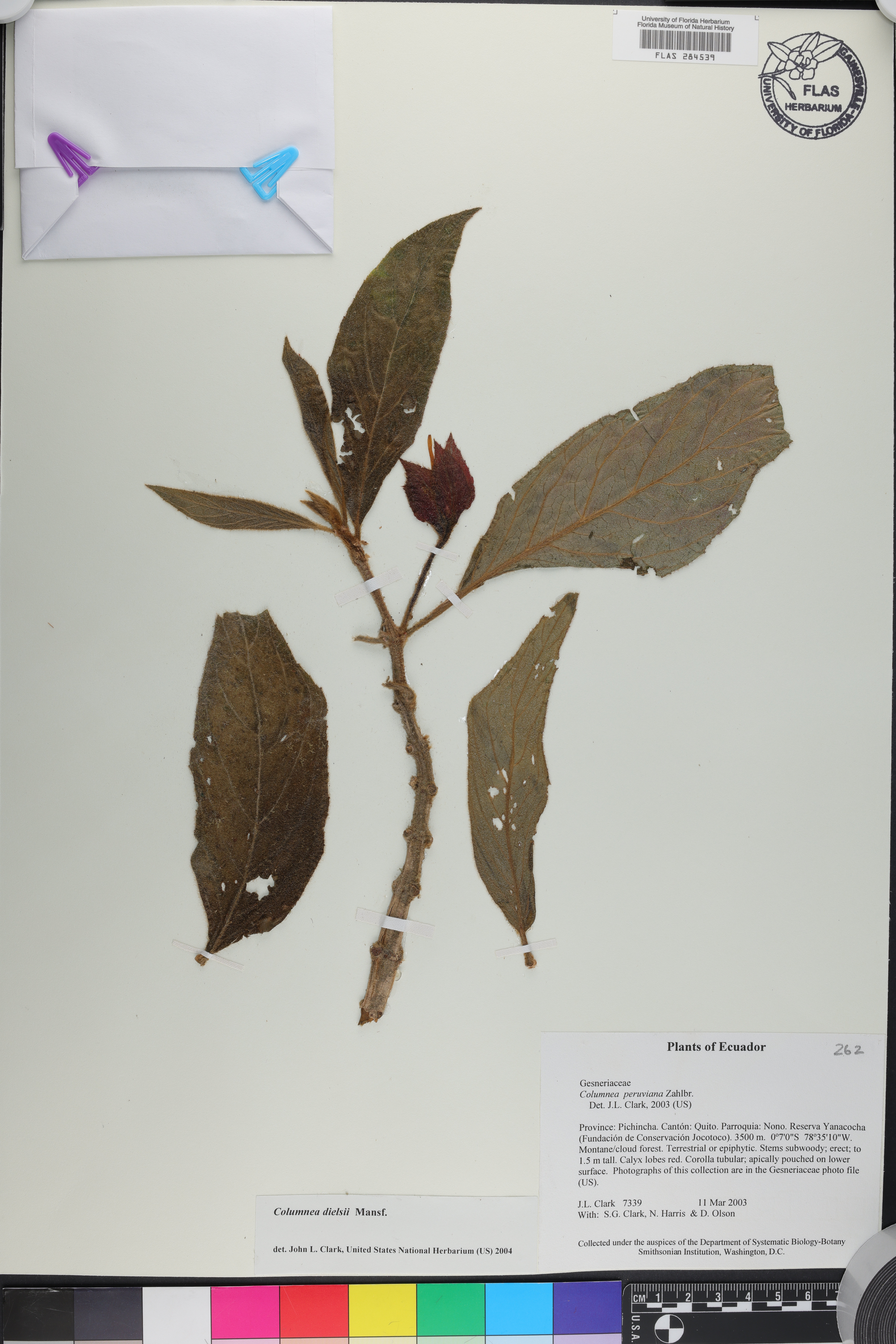 Columnea dielsii image
