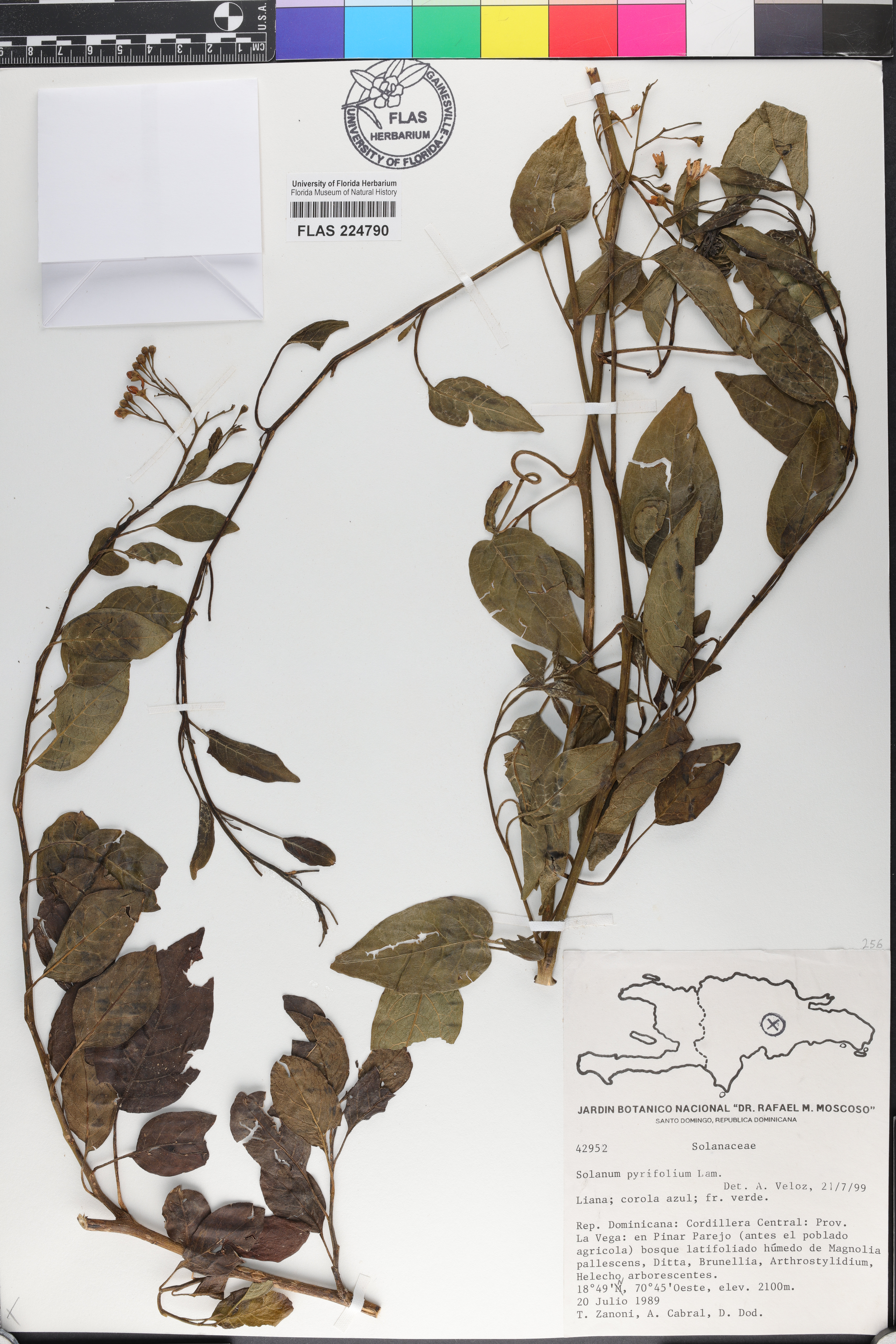 Solanum pyrifolium image