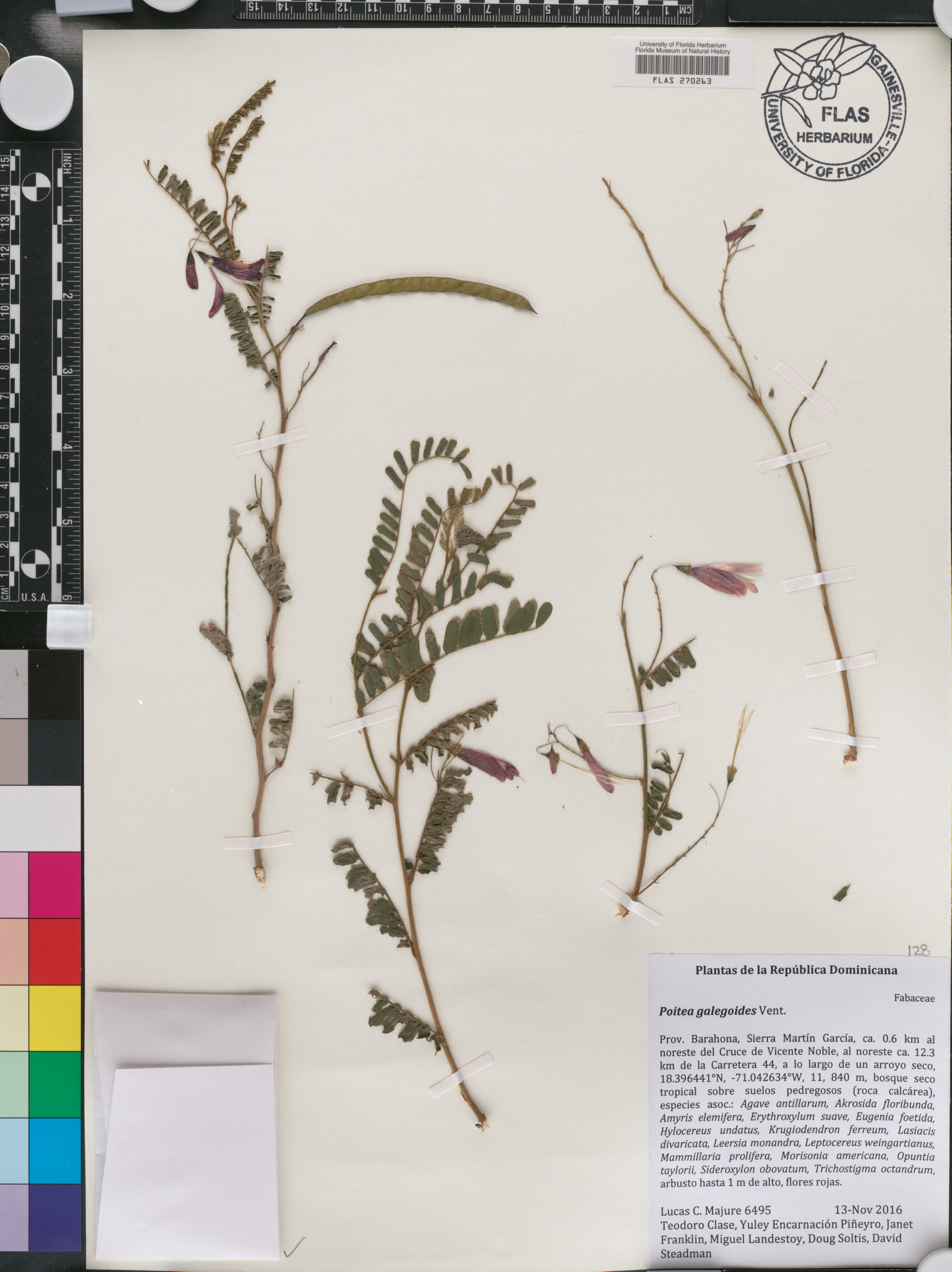 Poitea image