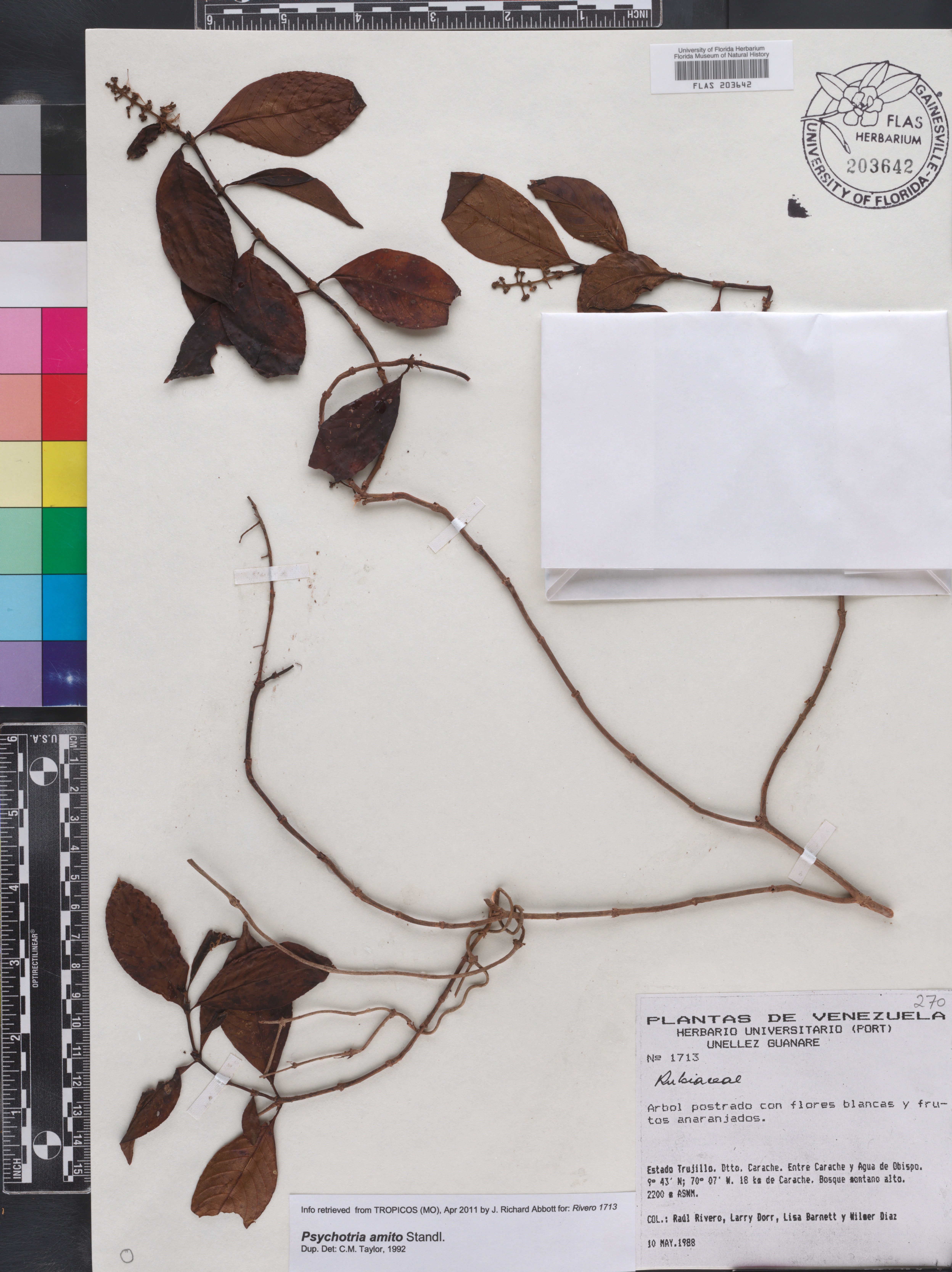 Psychotria amita image