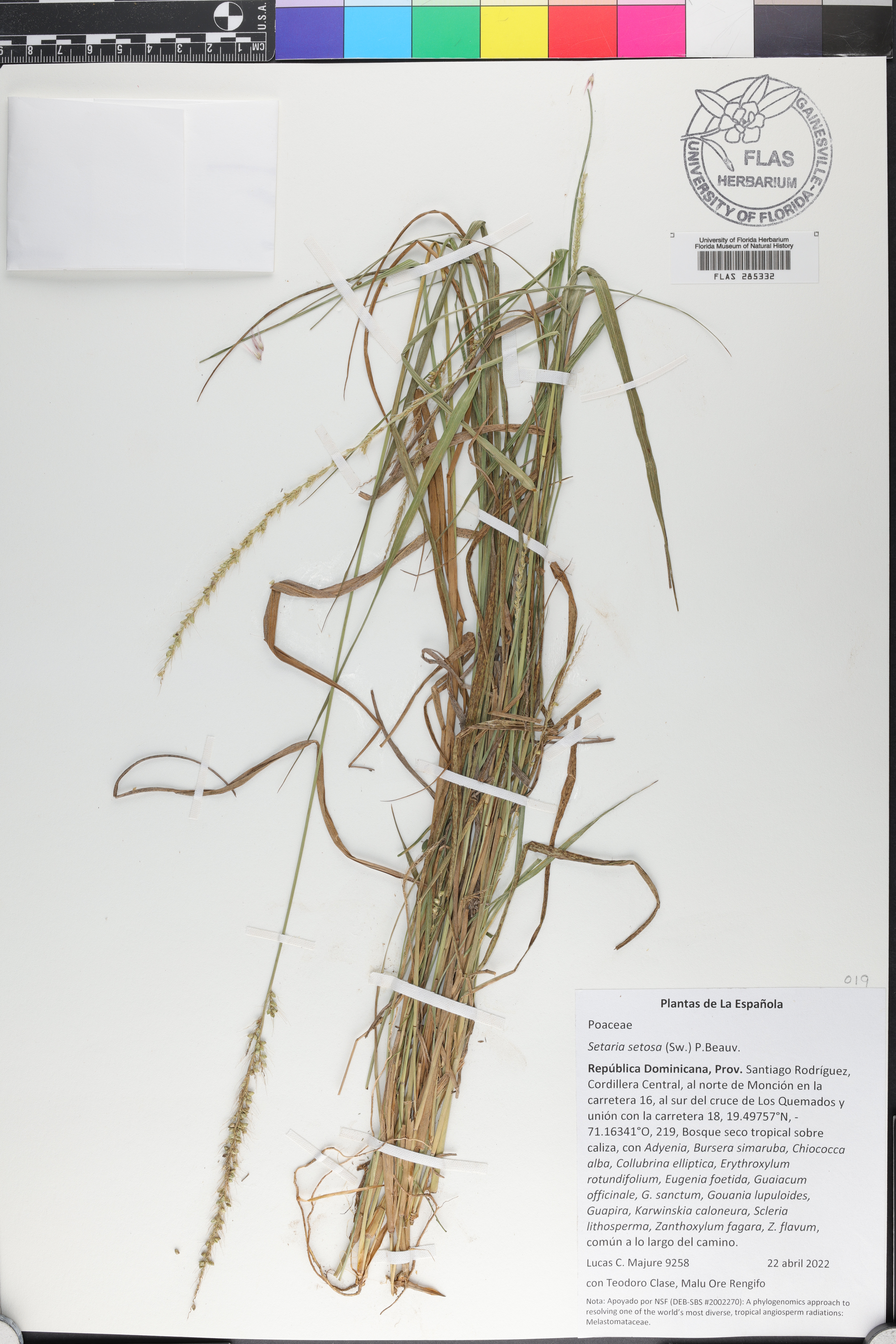 Setaria setosa image
