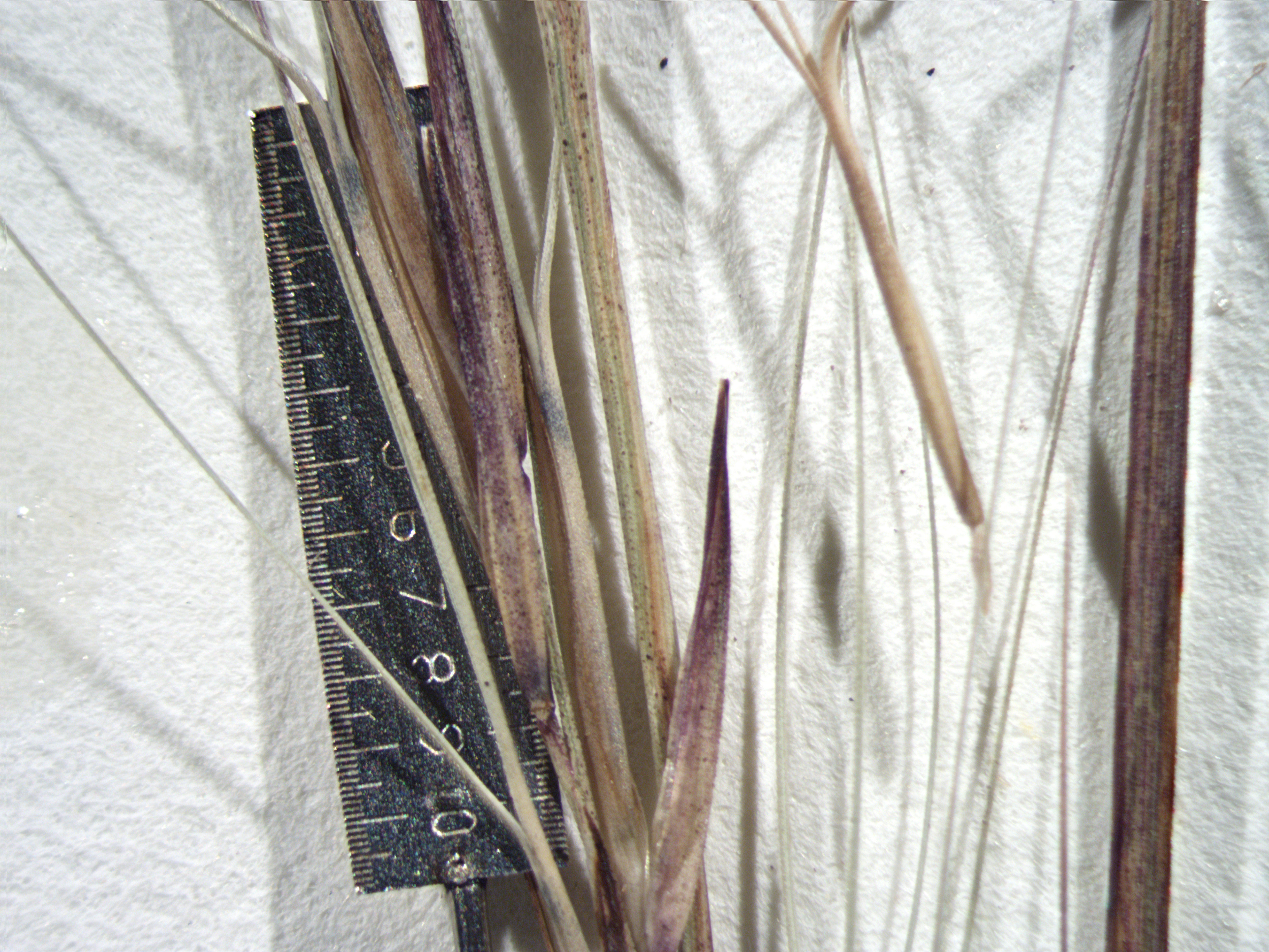 Aristida affinis image