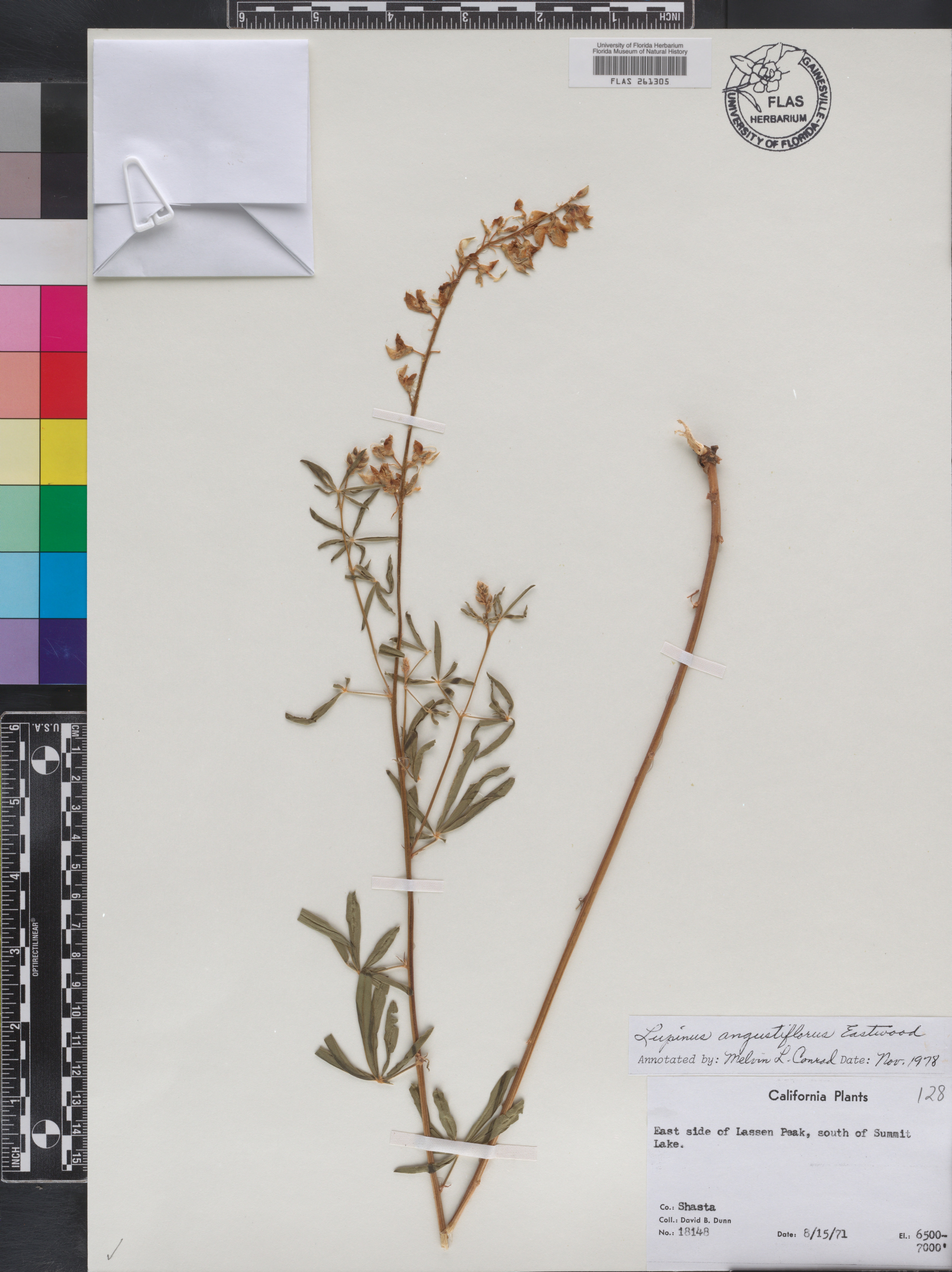 Lupinus angustiflorus image