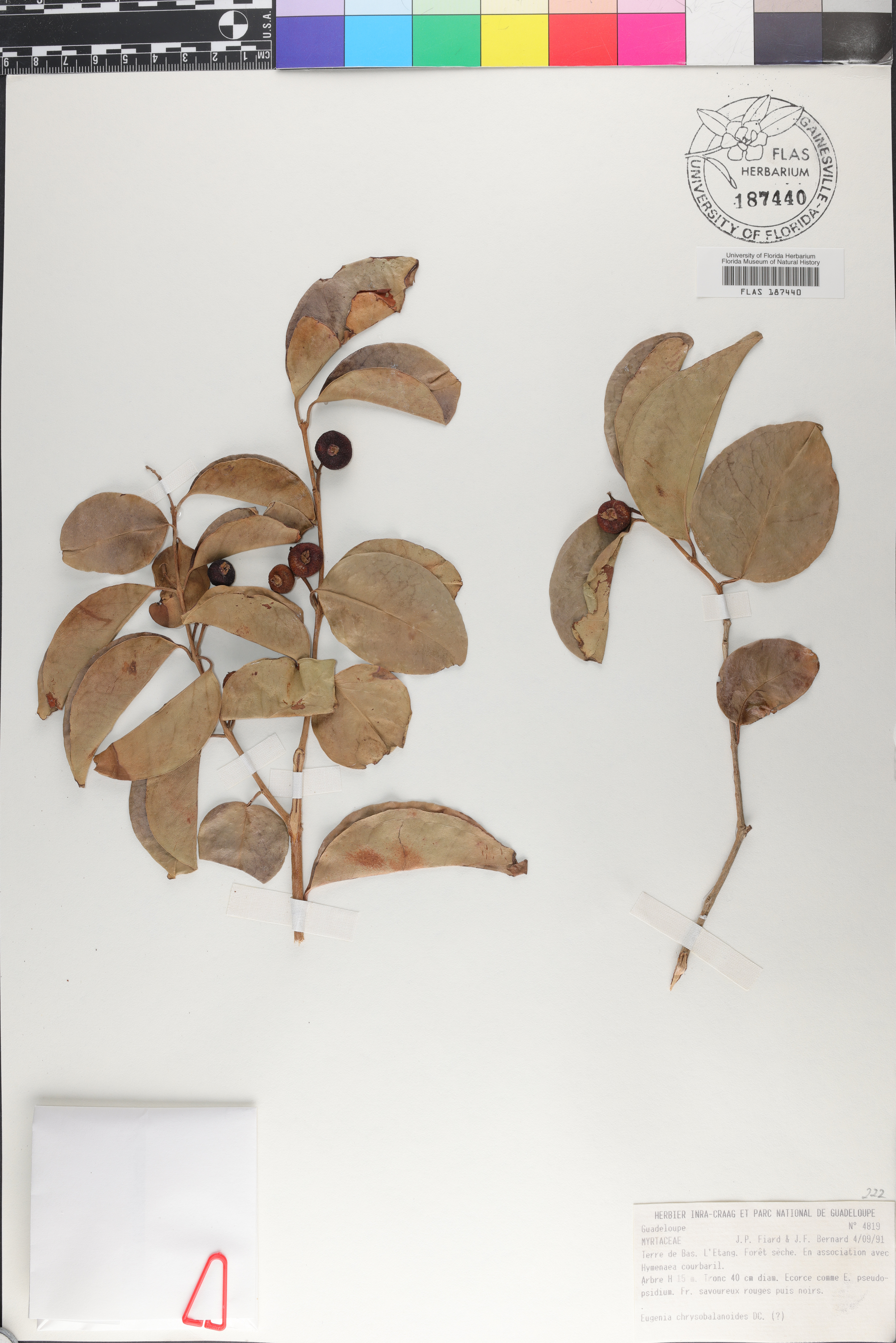 Eugenia chrysobalanoides image