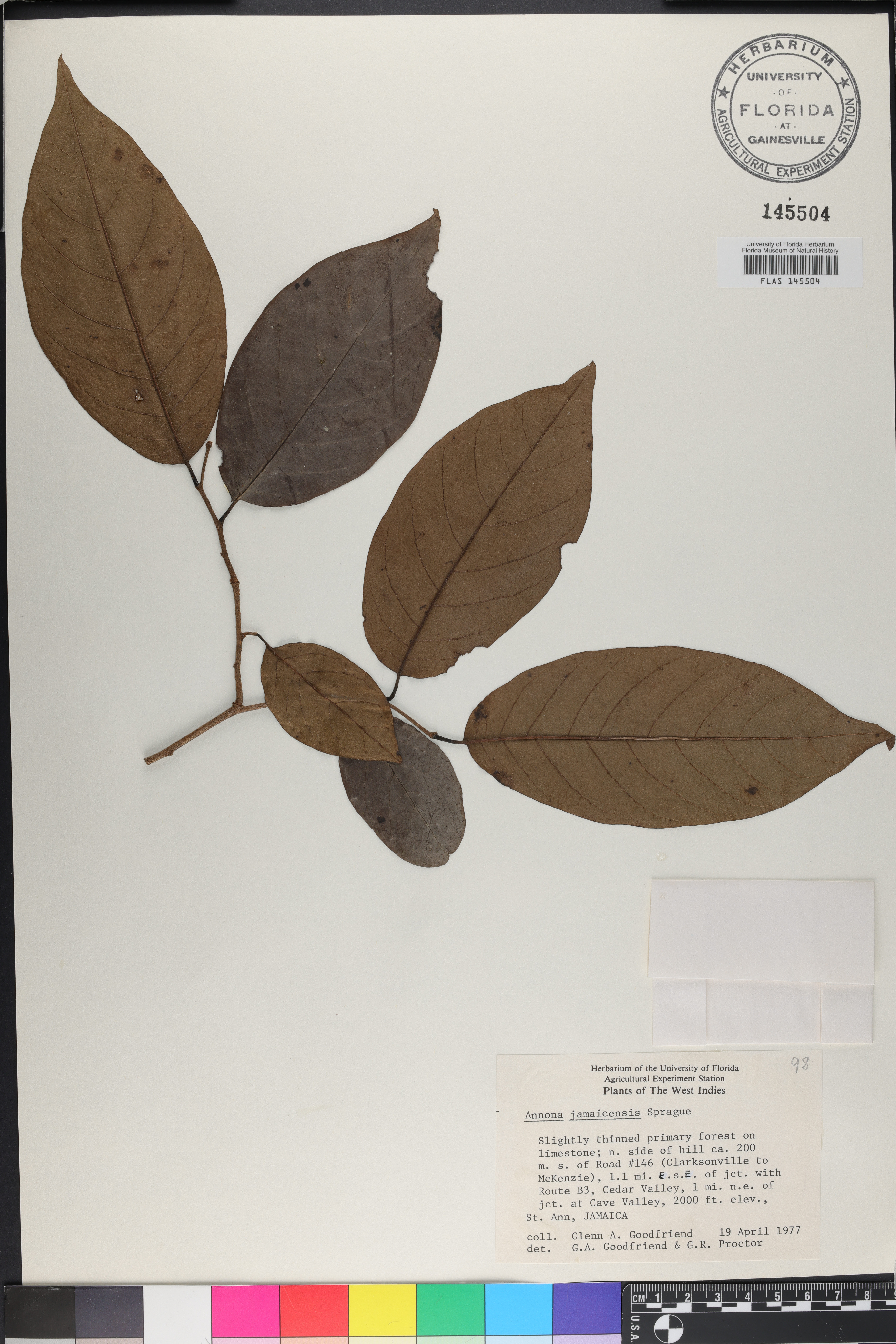 Annona jamaicensis image