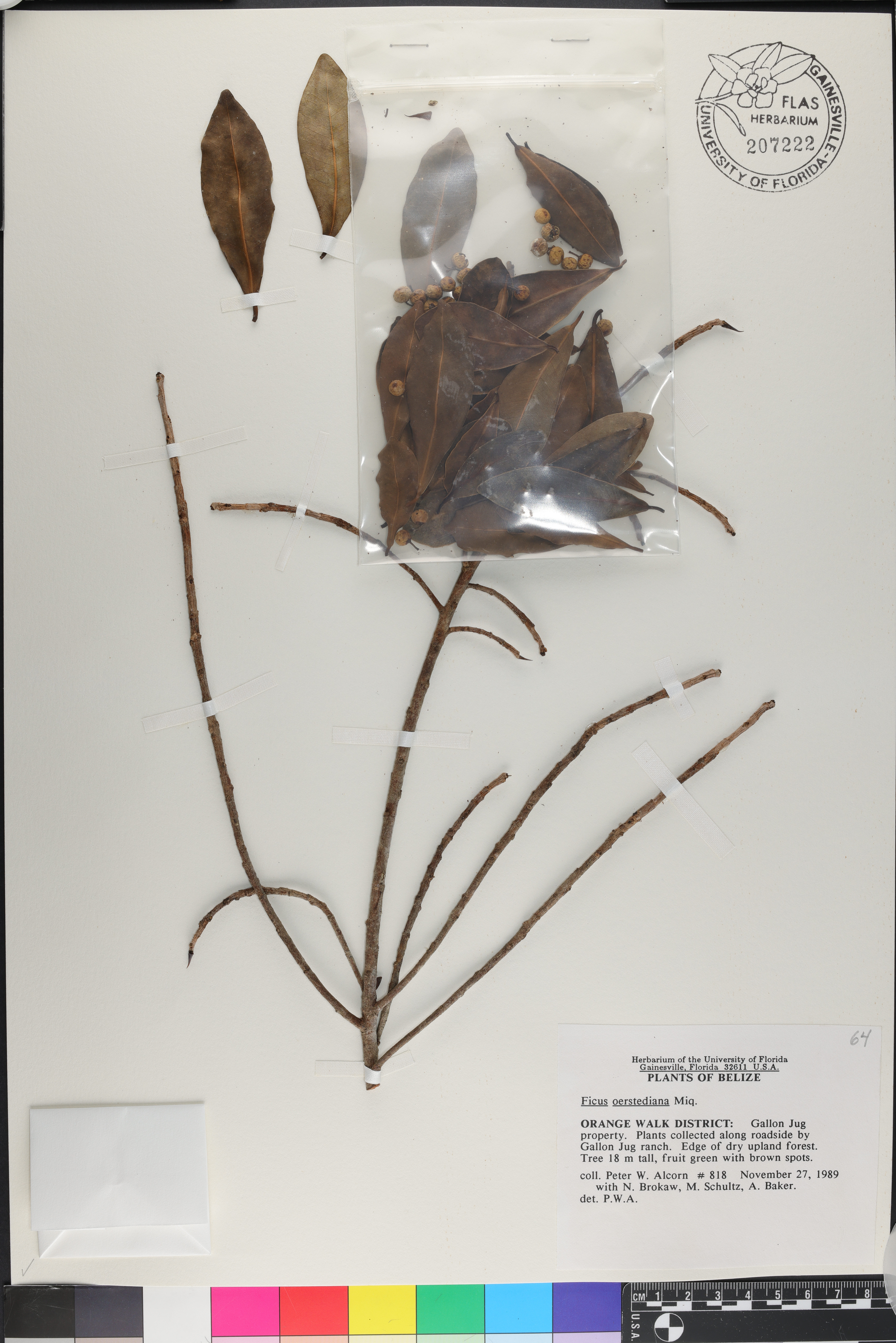 Ficus americana subsp. americana image