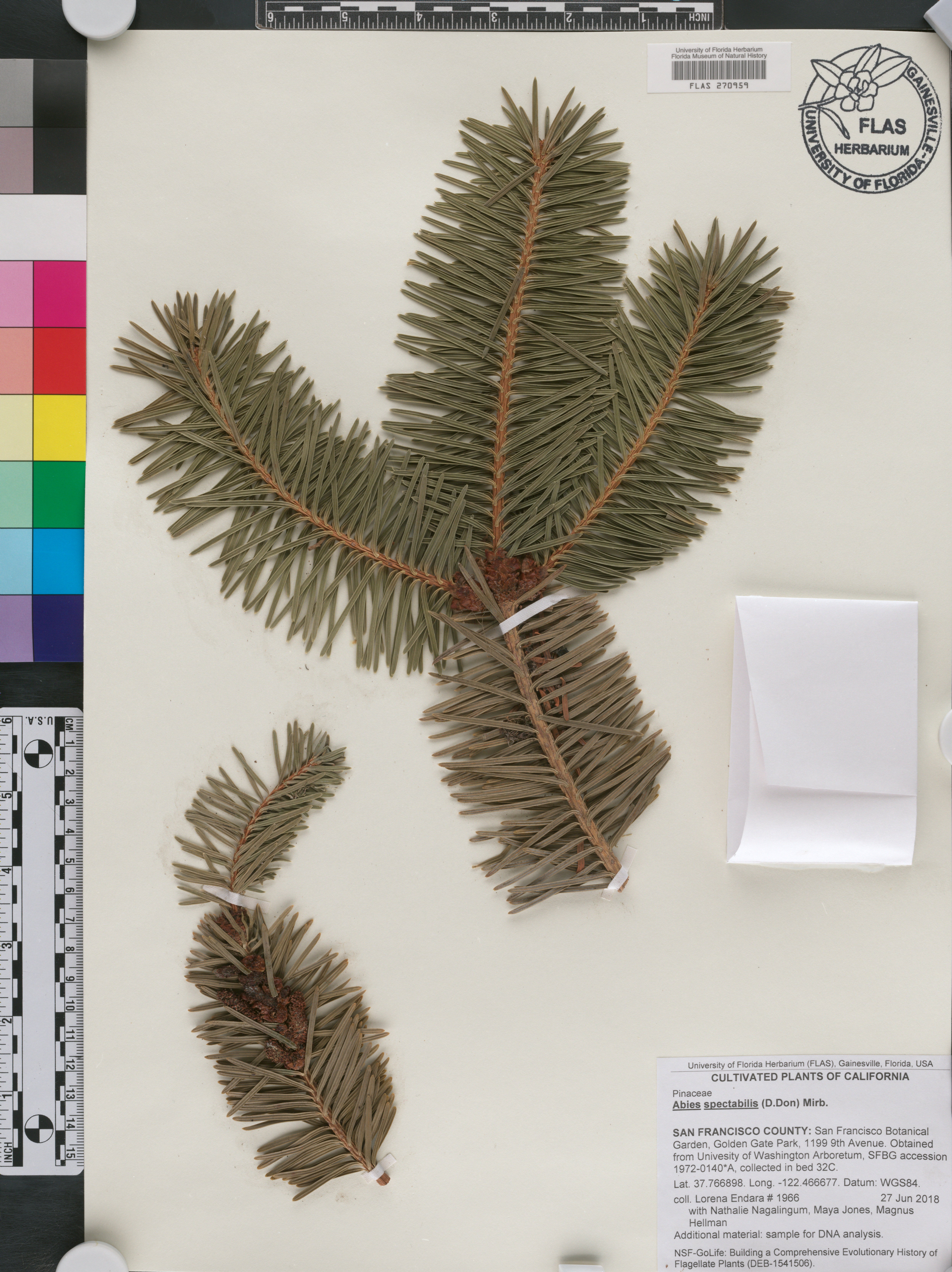 Abies spectabilis image