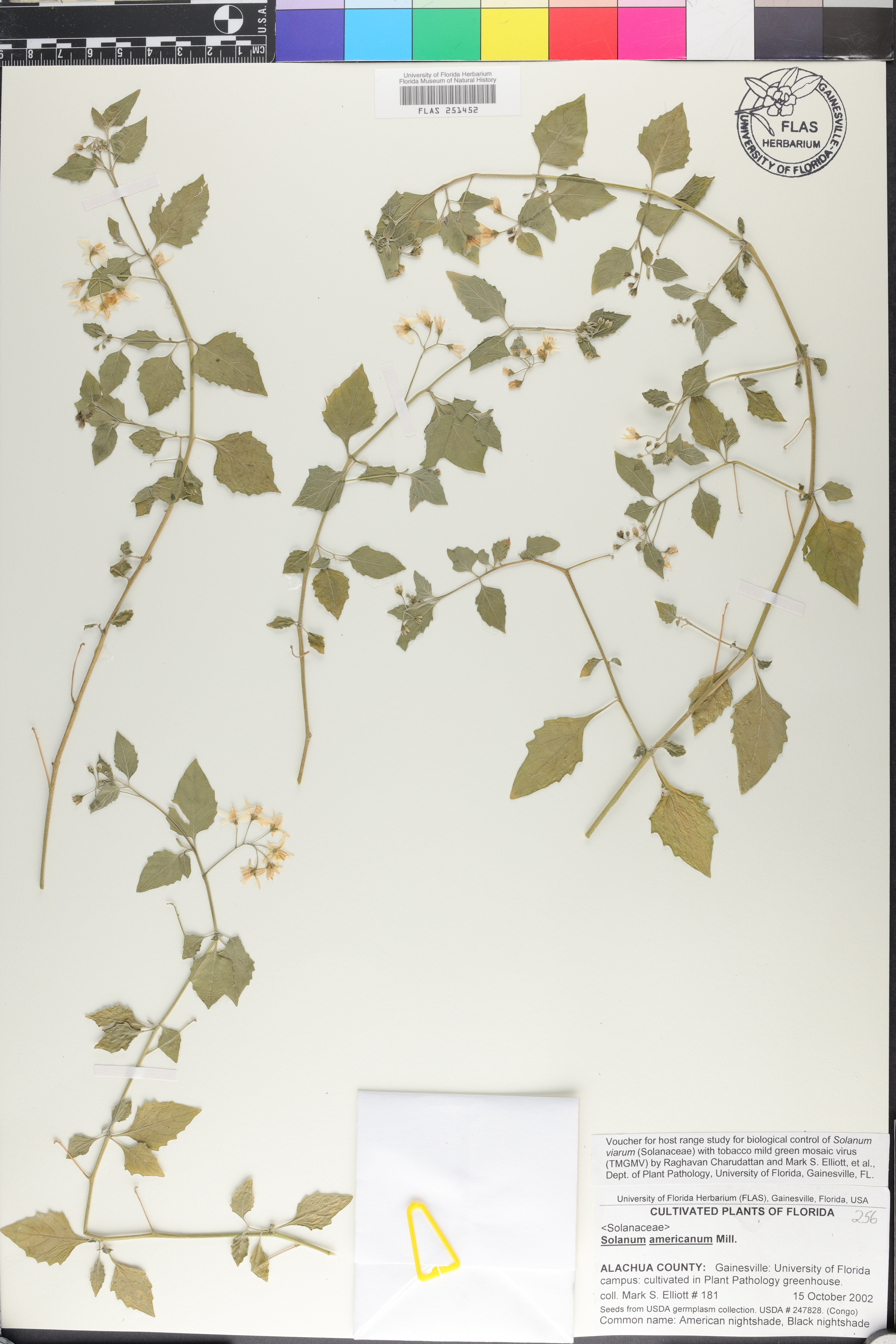 Solanum tarderemotum image