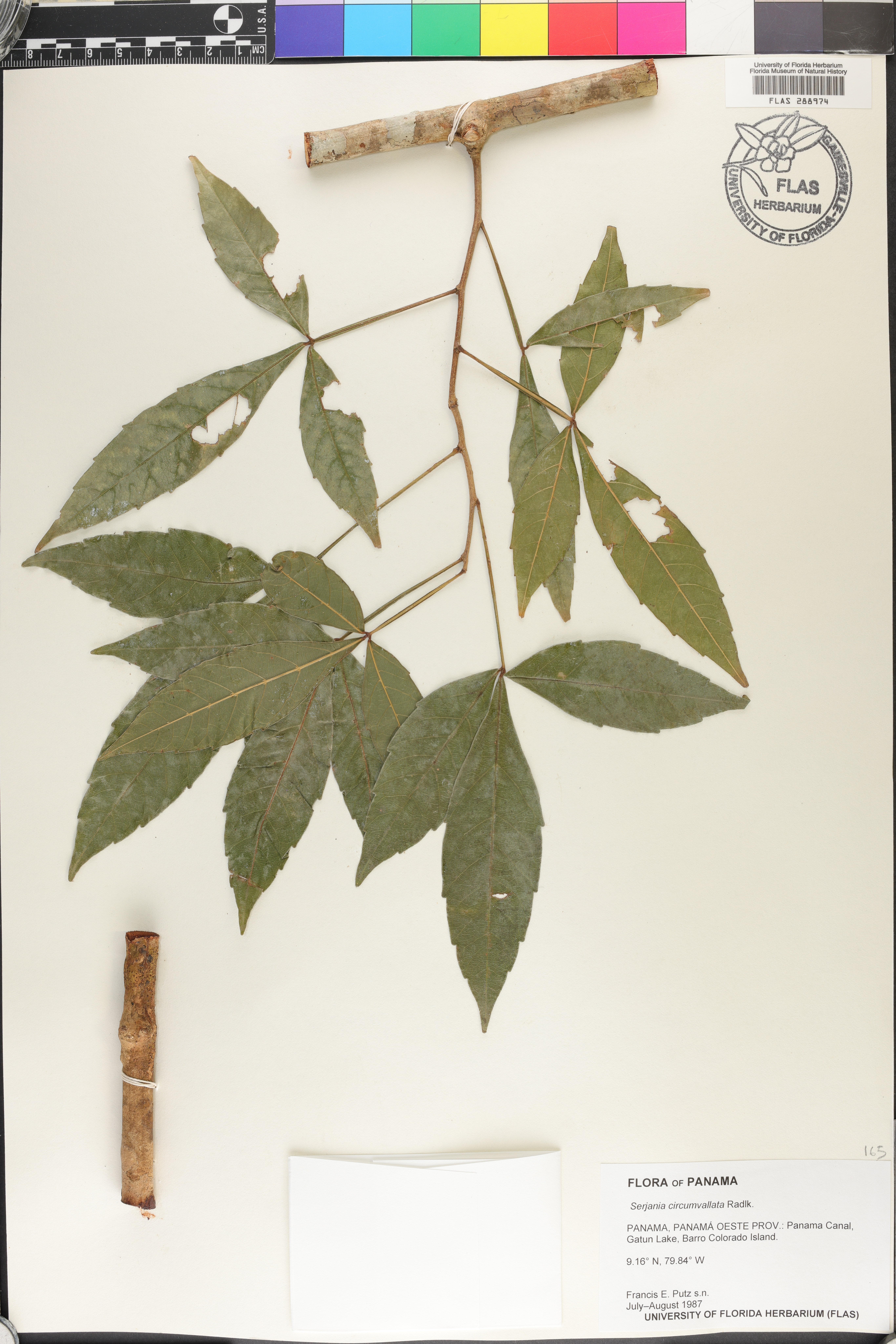 Serjania circumvallata image