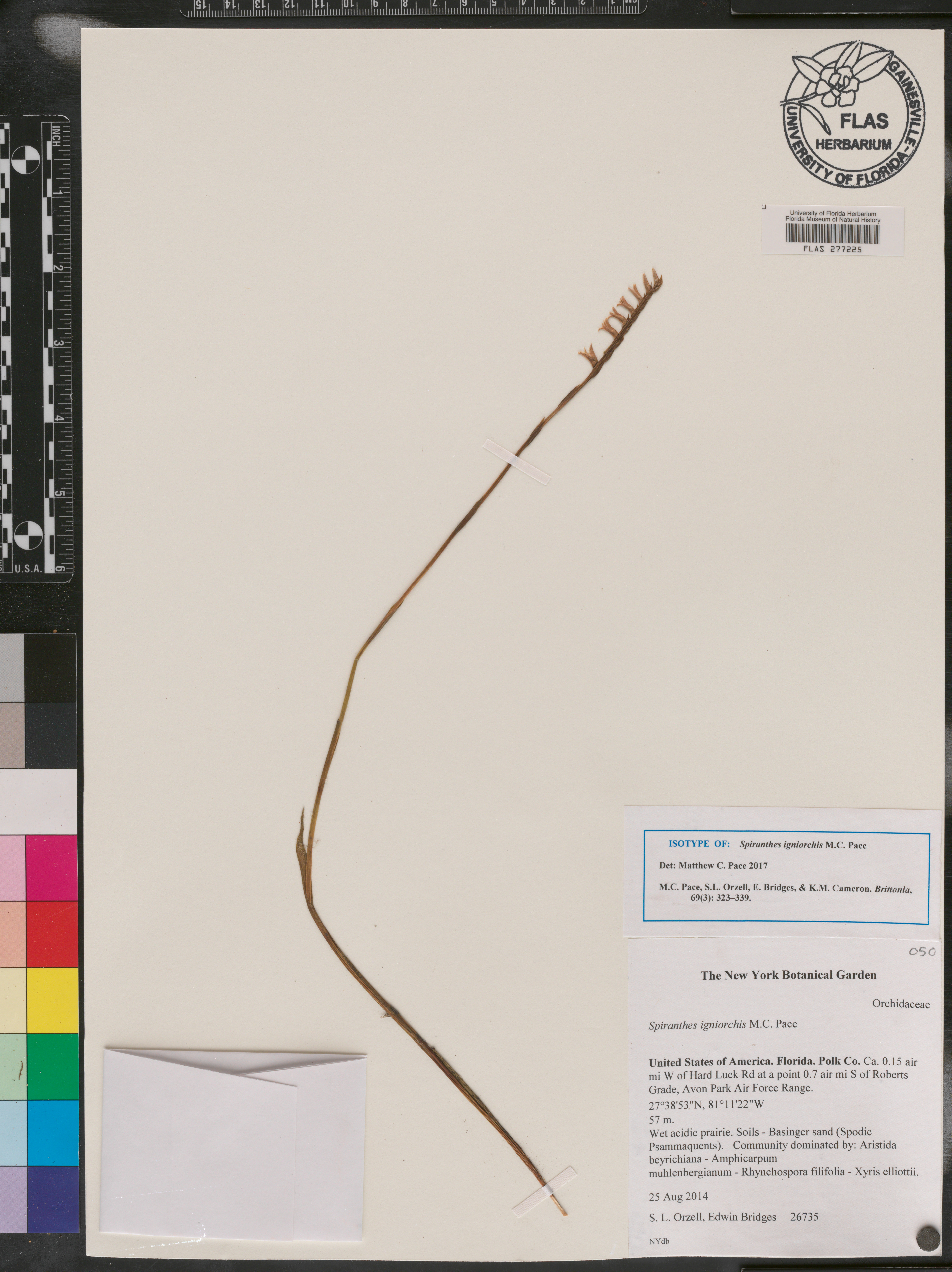 Spiranthes igniorchis image