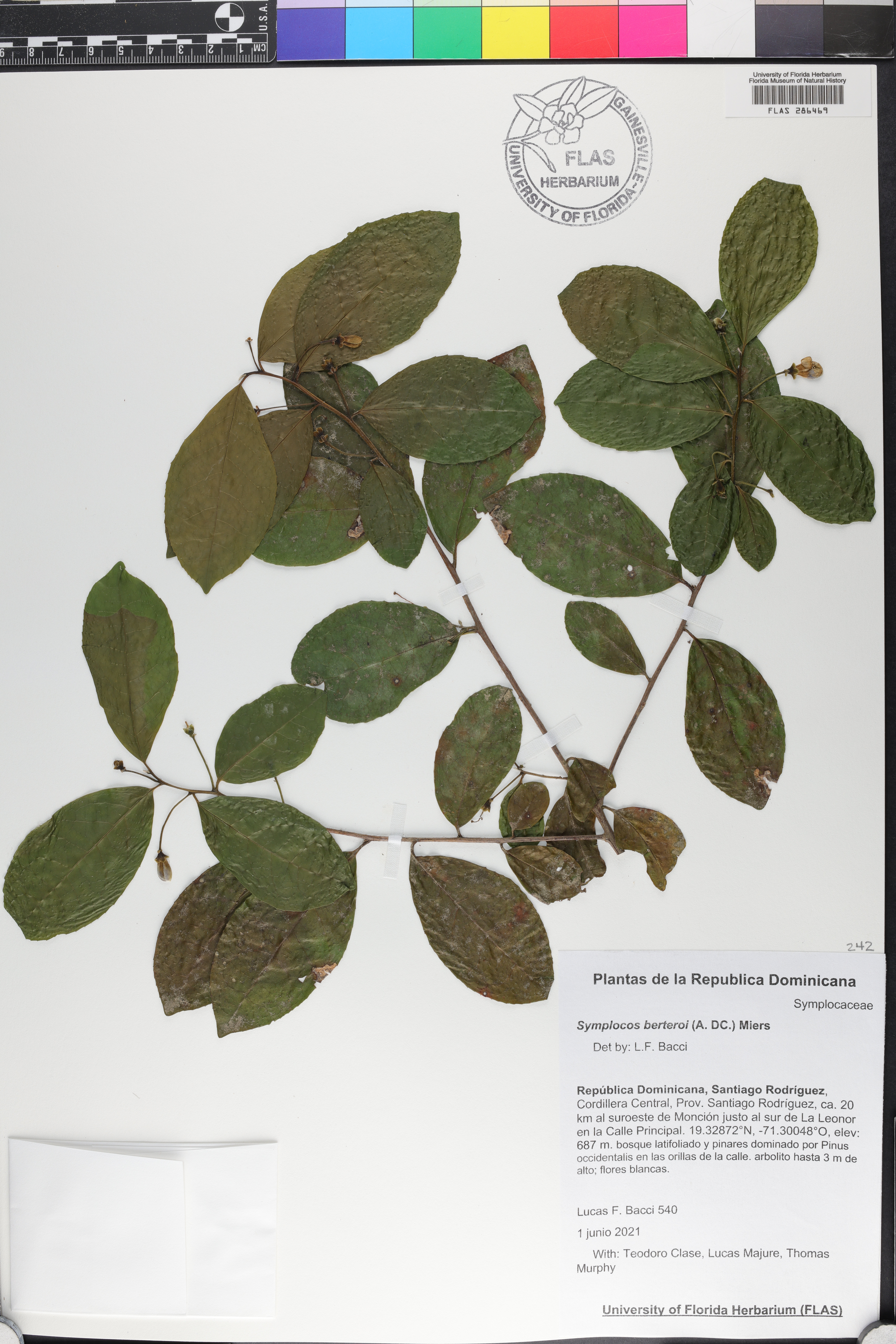 Symplocos berteroi image