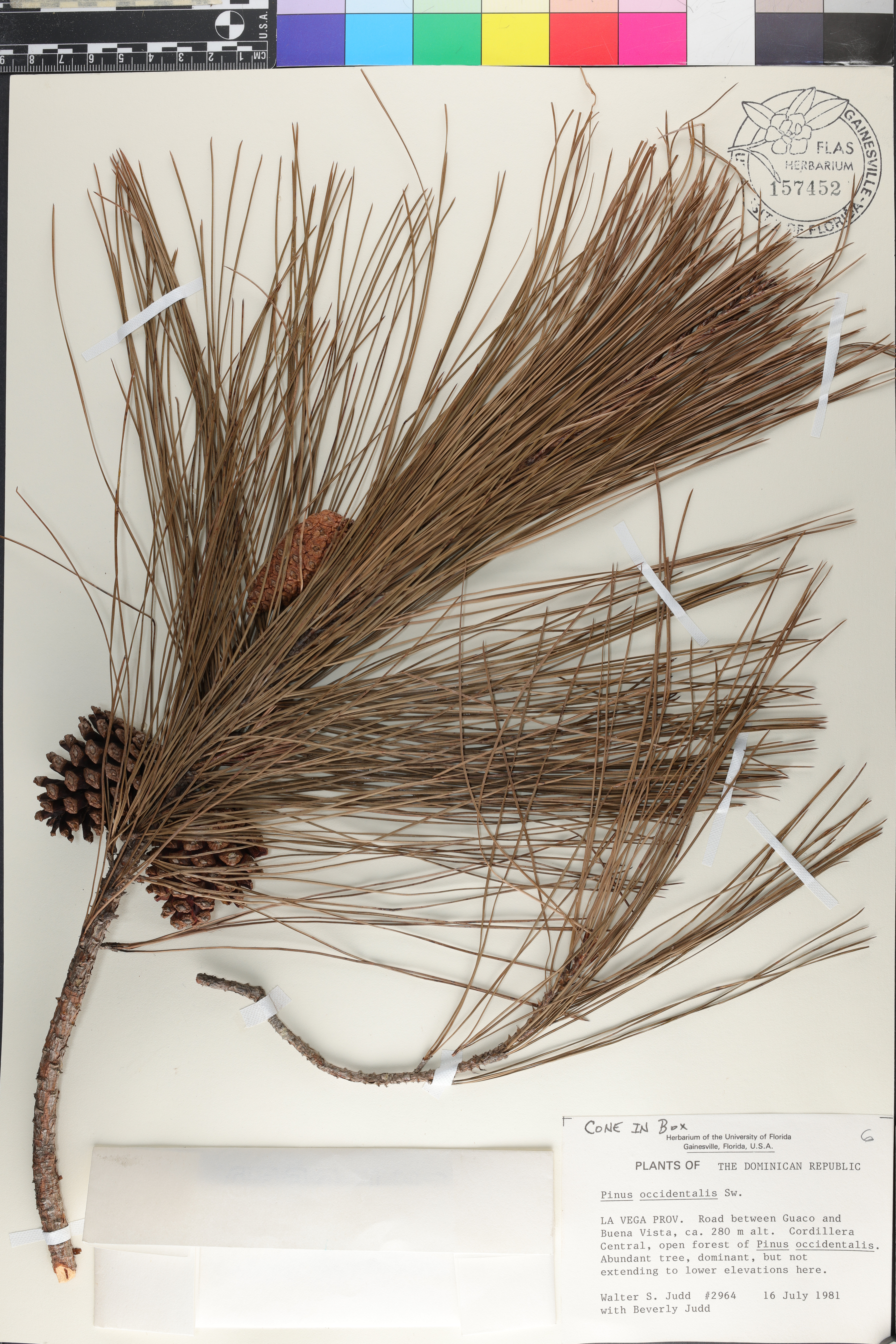 Pinus occidentalis image