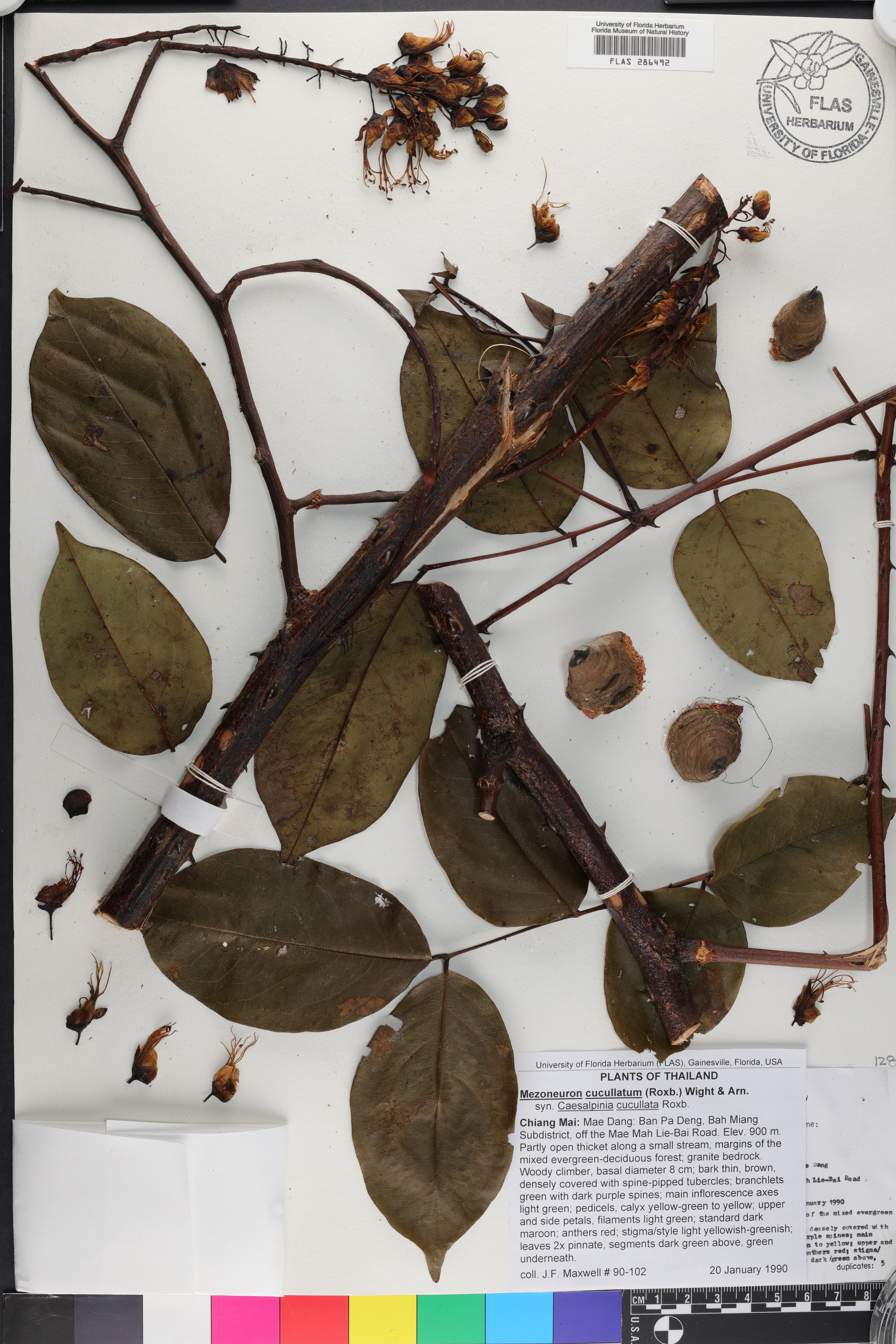 Mezoneuron cucullatum image