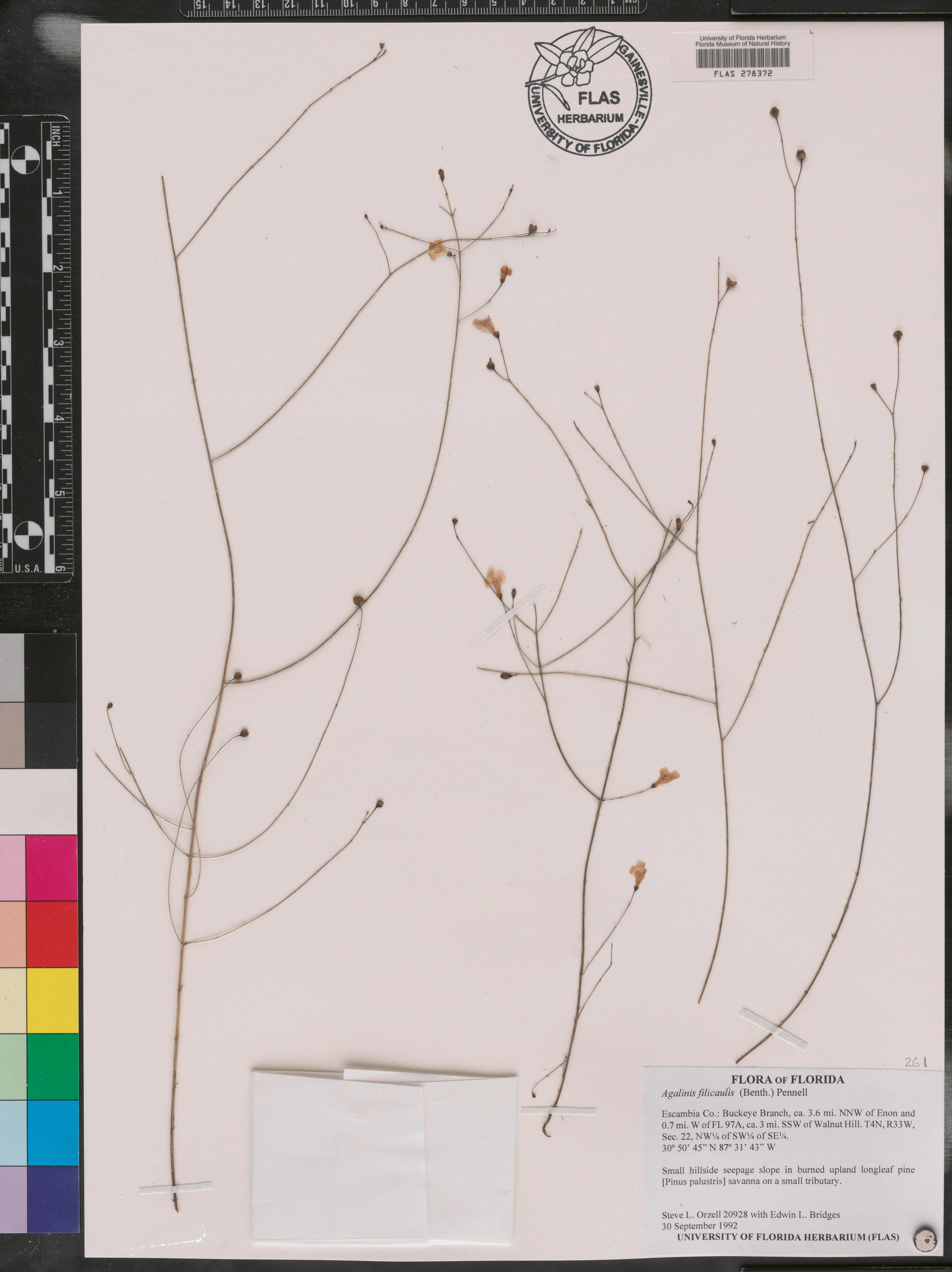 Agalinis filicaulis image