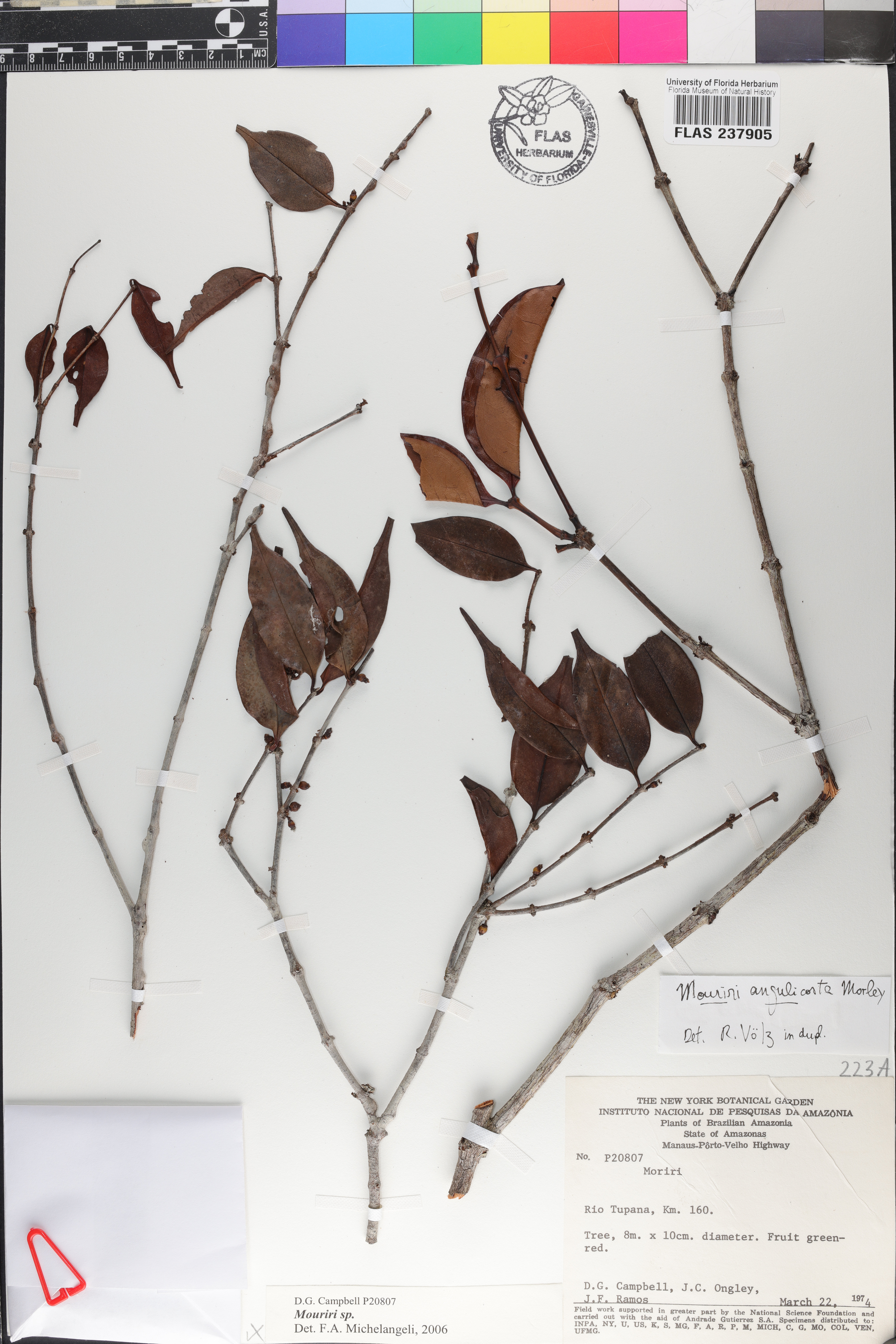 Mouriri angulicosta image