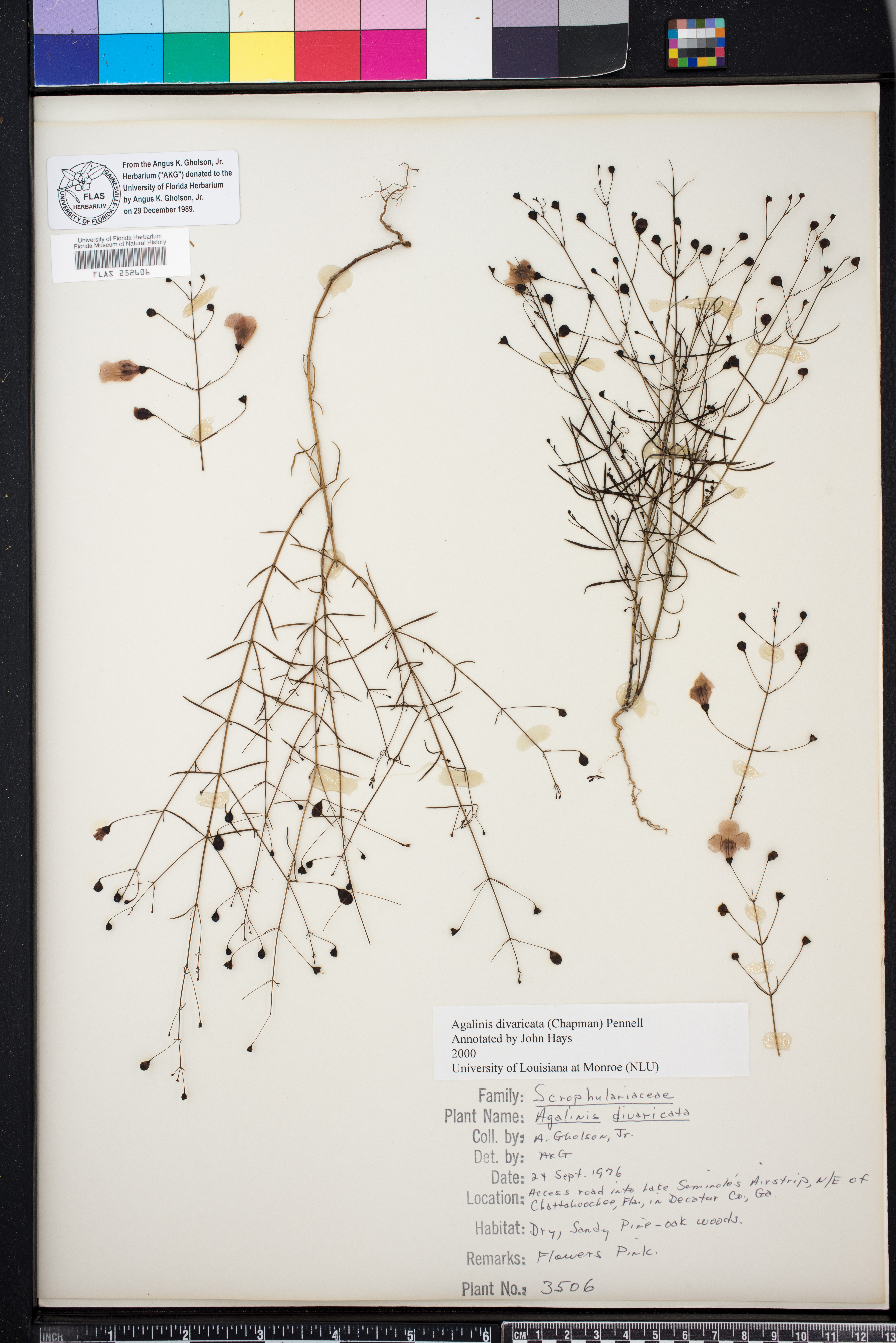 Agalinis divaricata image