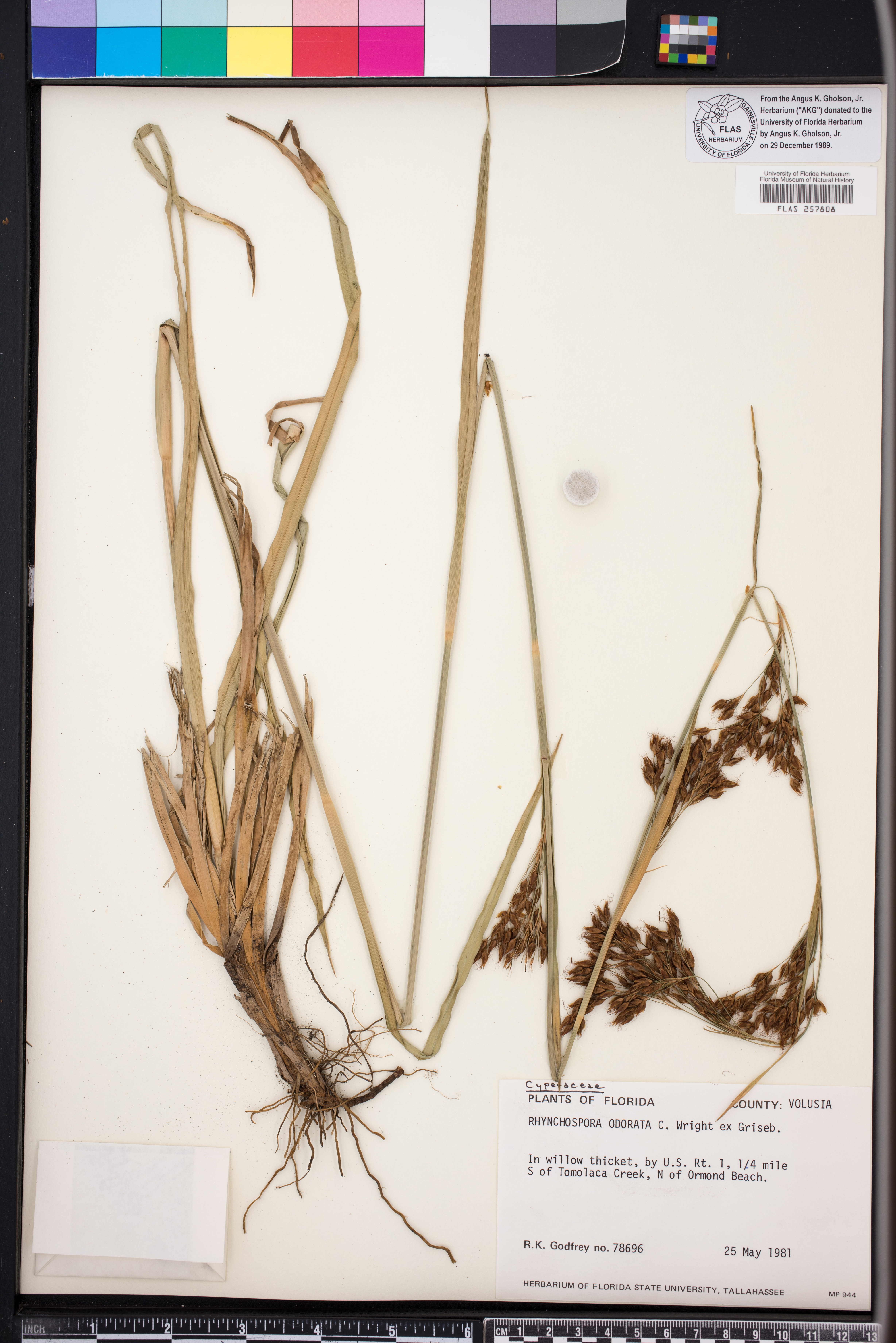 Rhynchospora odorata image
