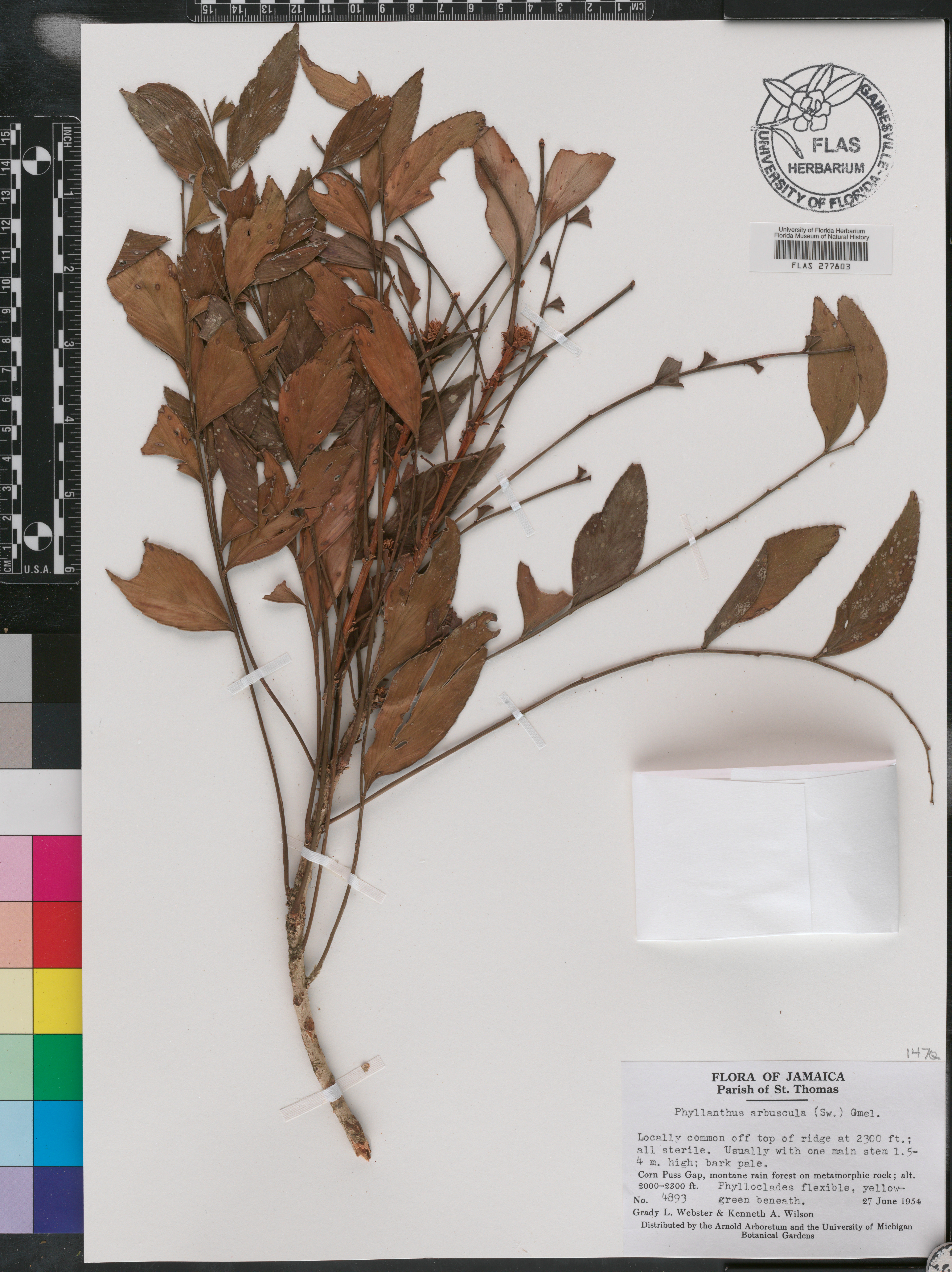 Phyllanthus arbuscula image