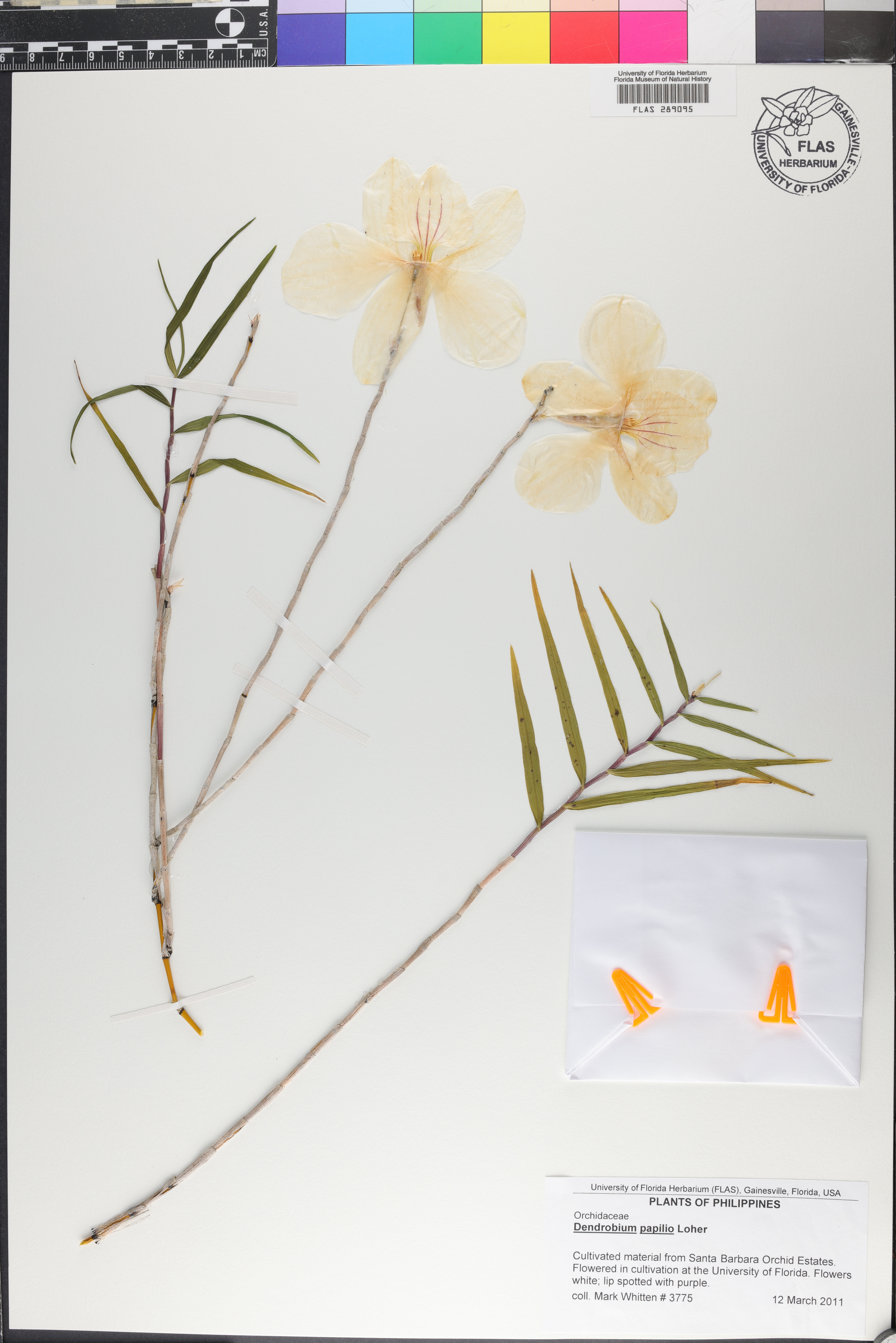 Dendrobium papilio image