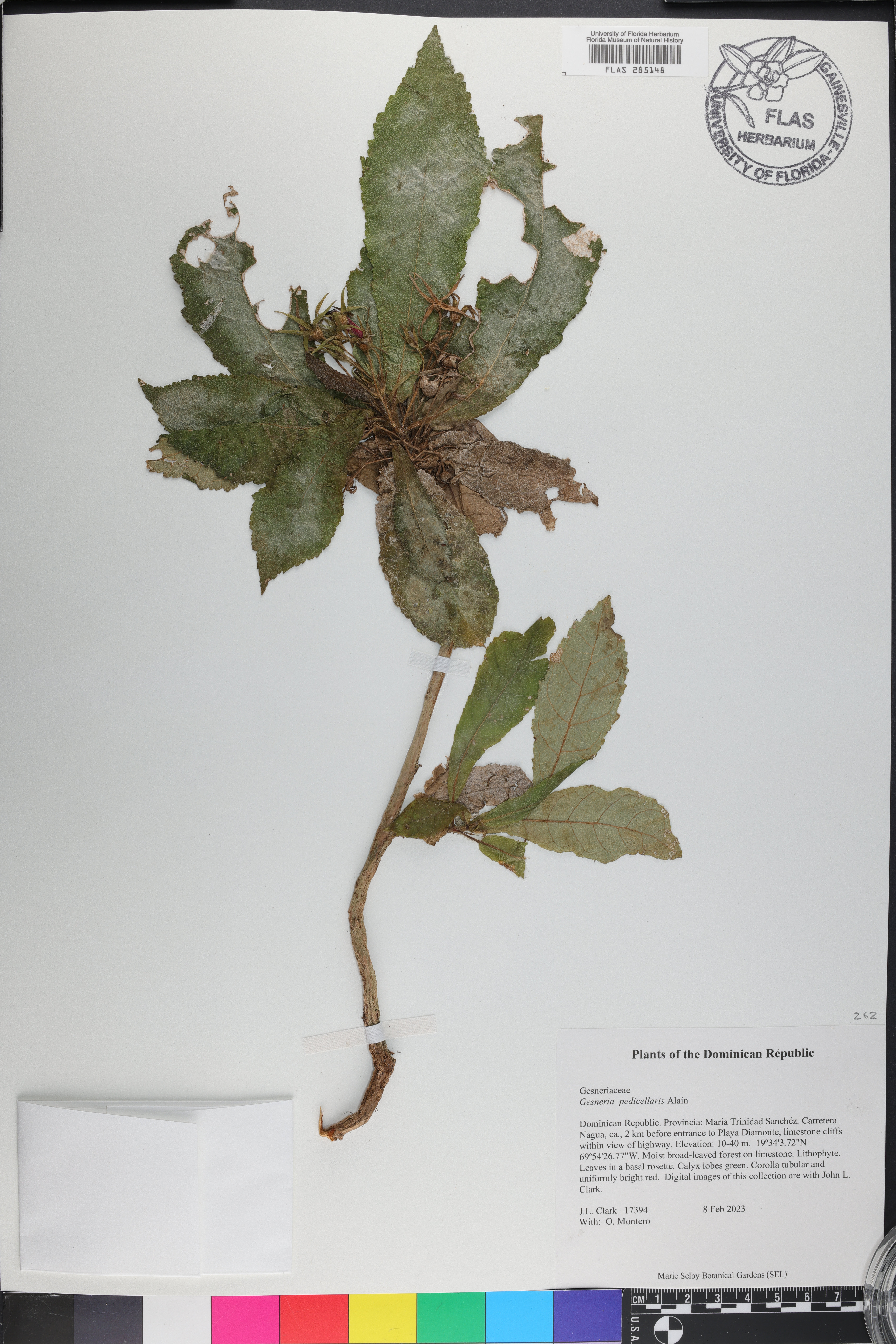 Gesneria pedicellaris image
