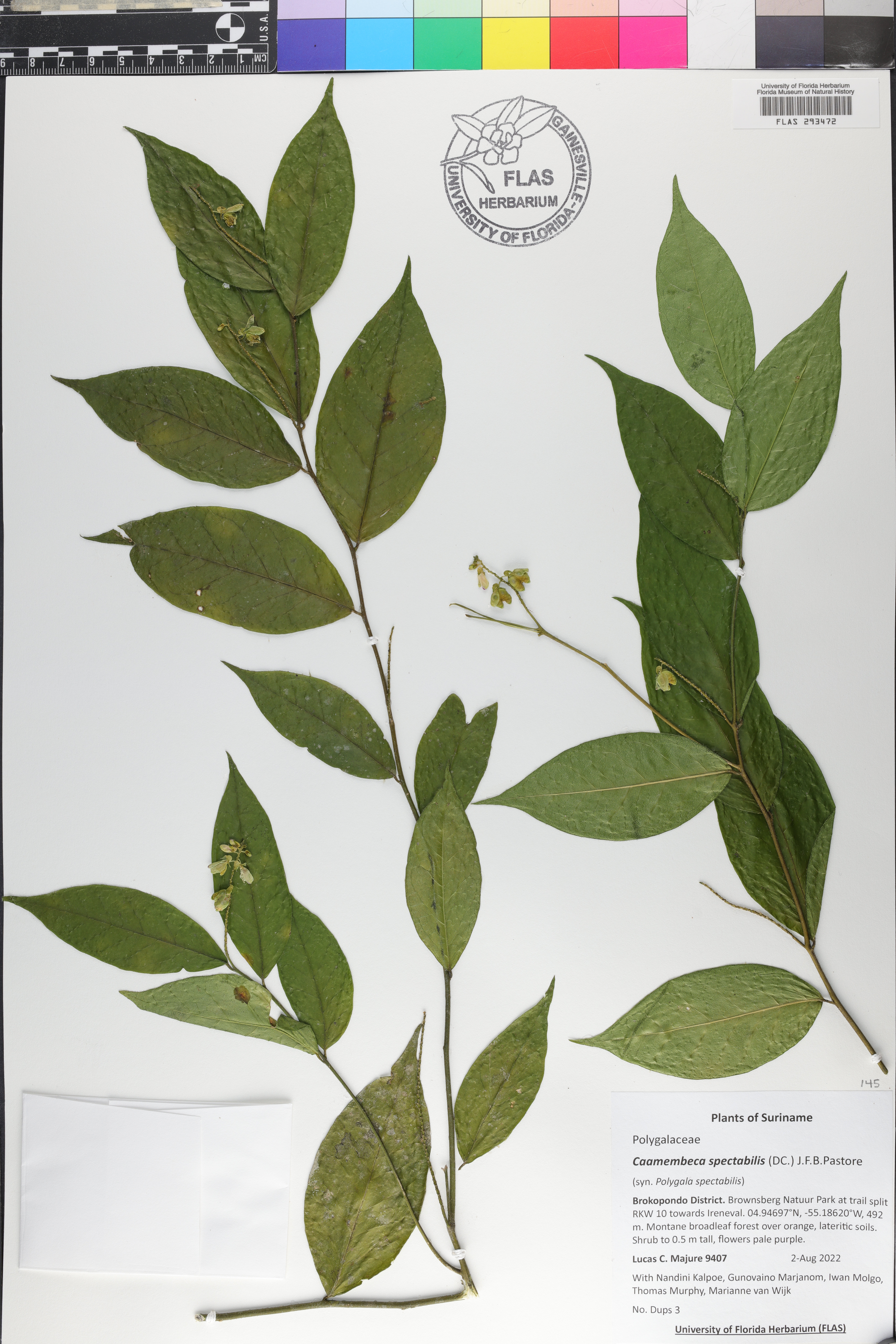 Caamembeca spectabilis image