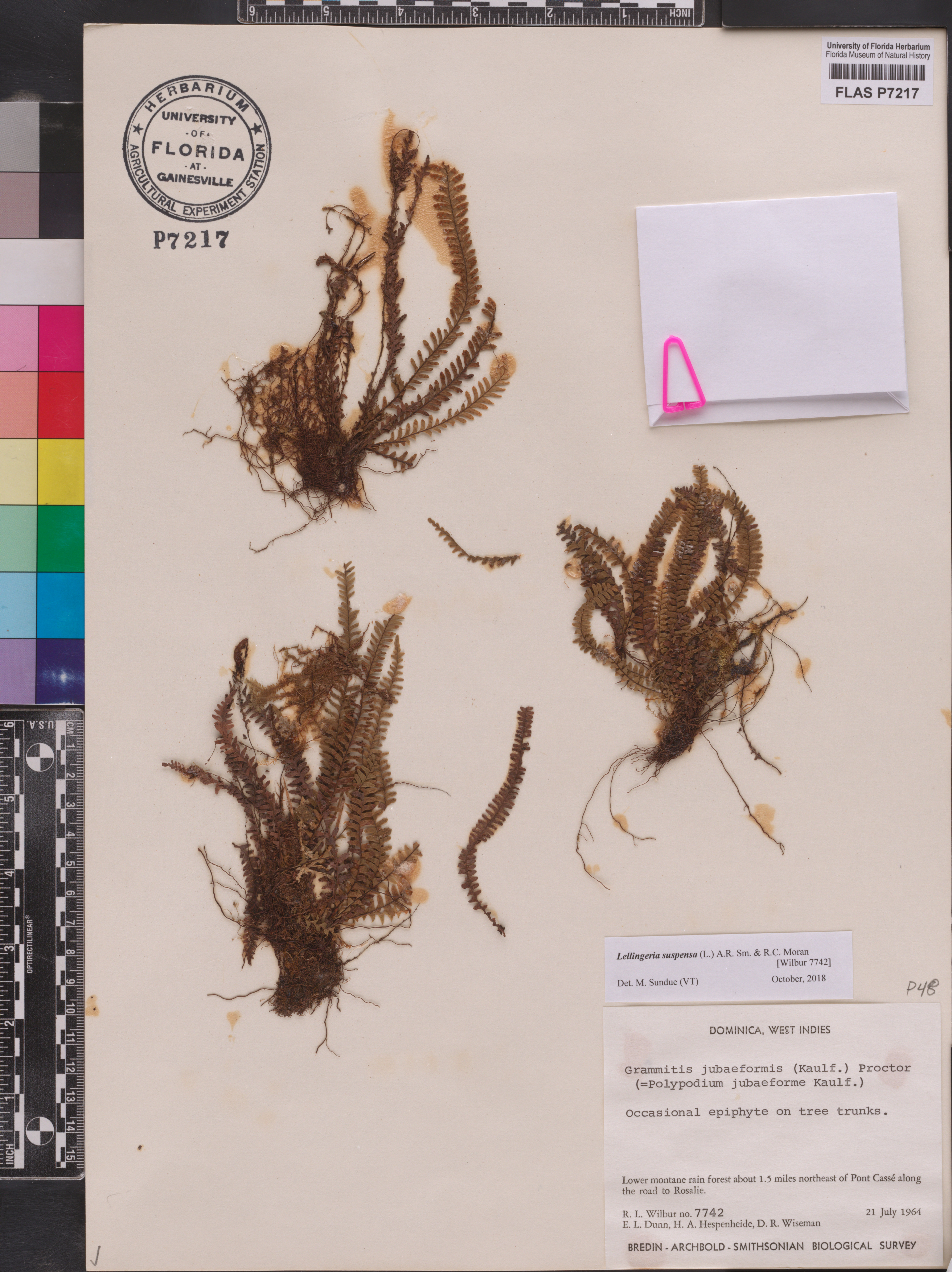 Lellingeria suspensa image