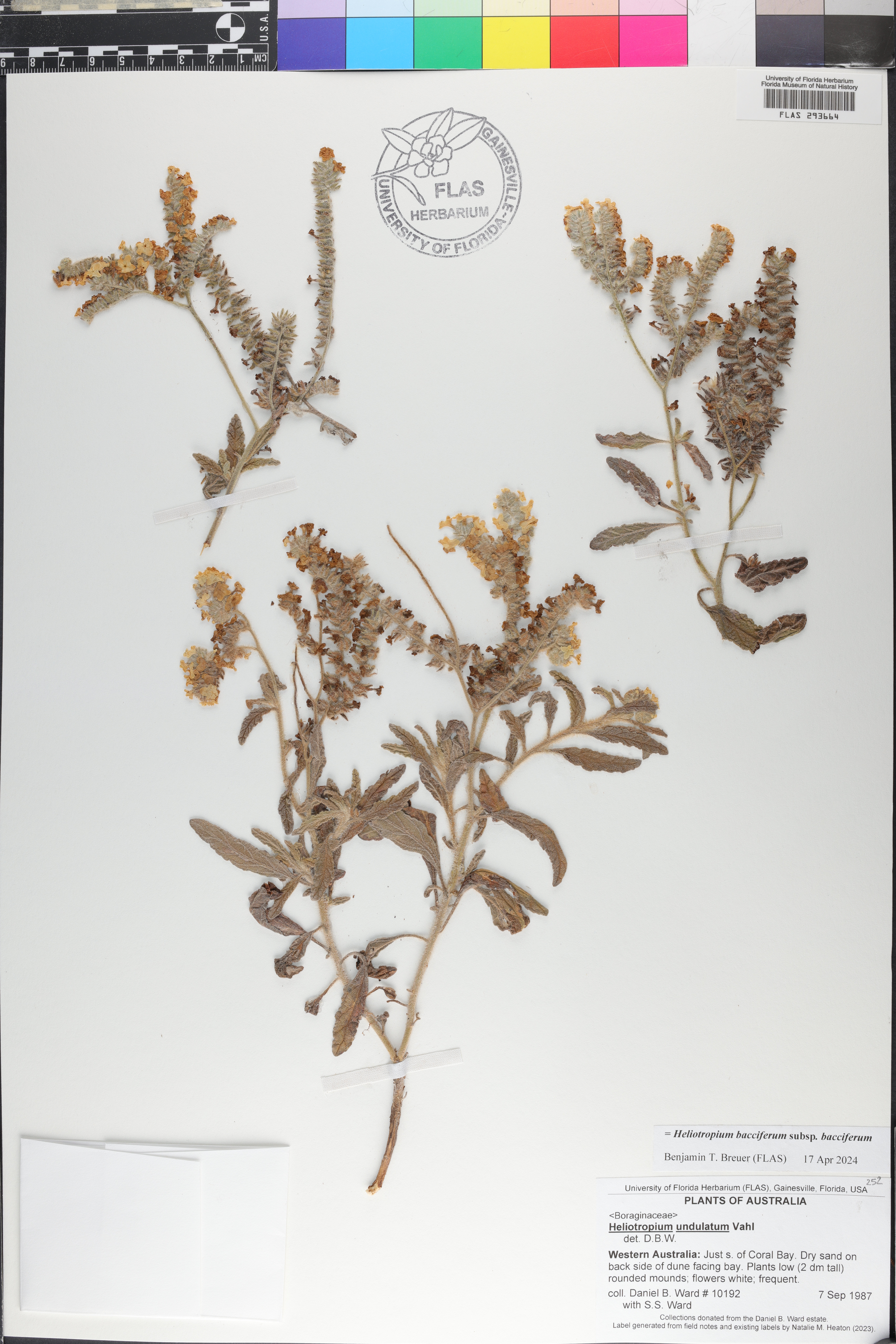 Heliotropium undulatum image