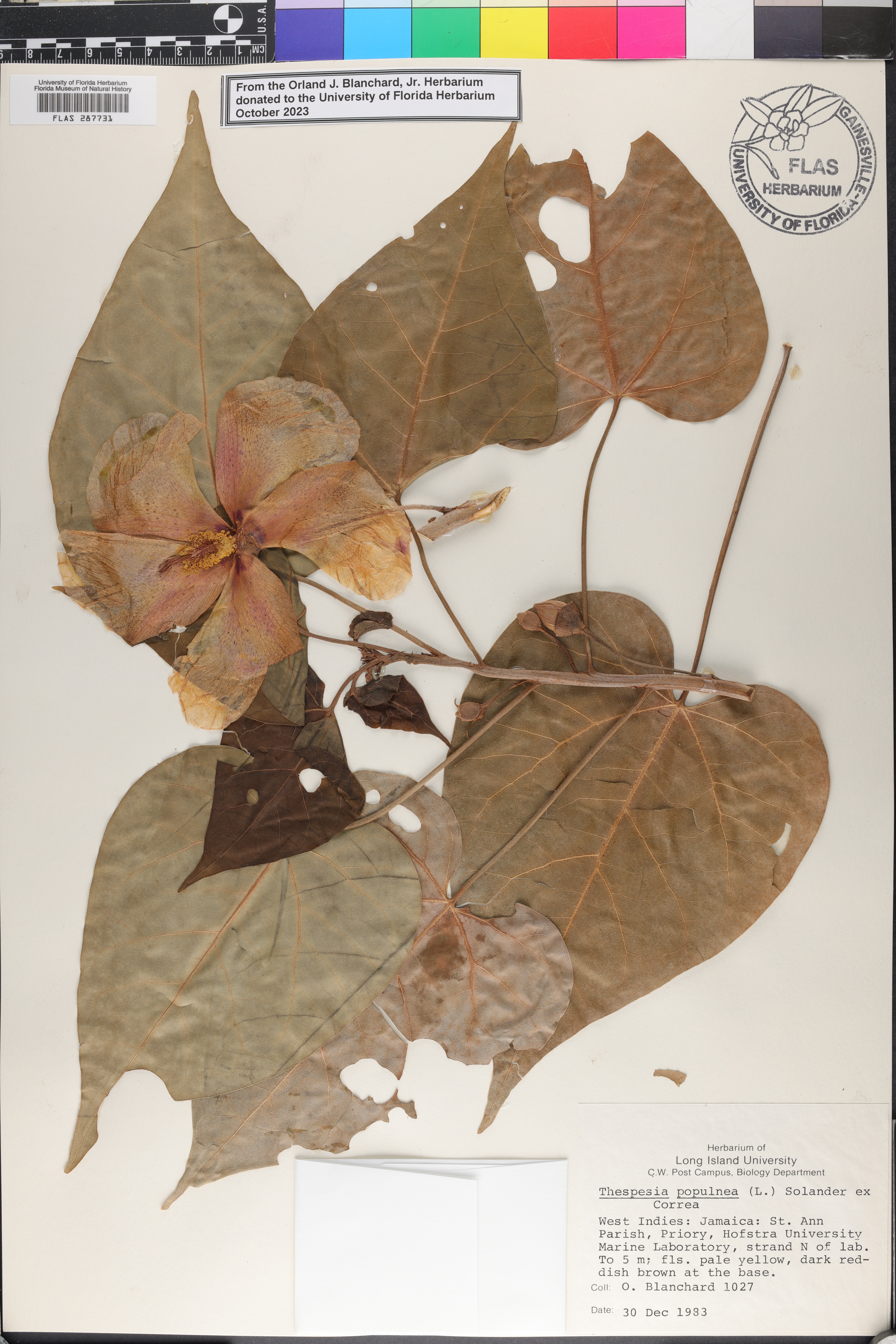 Thespesia populnea image