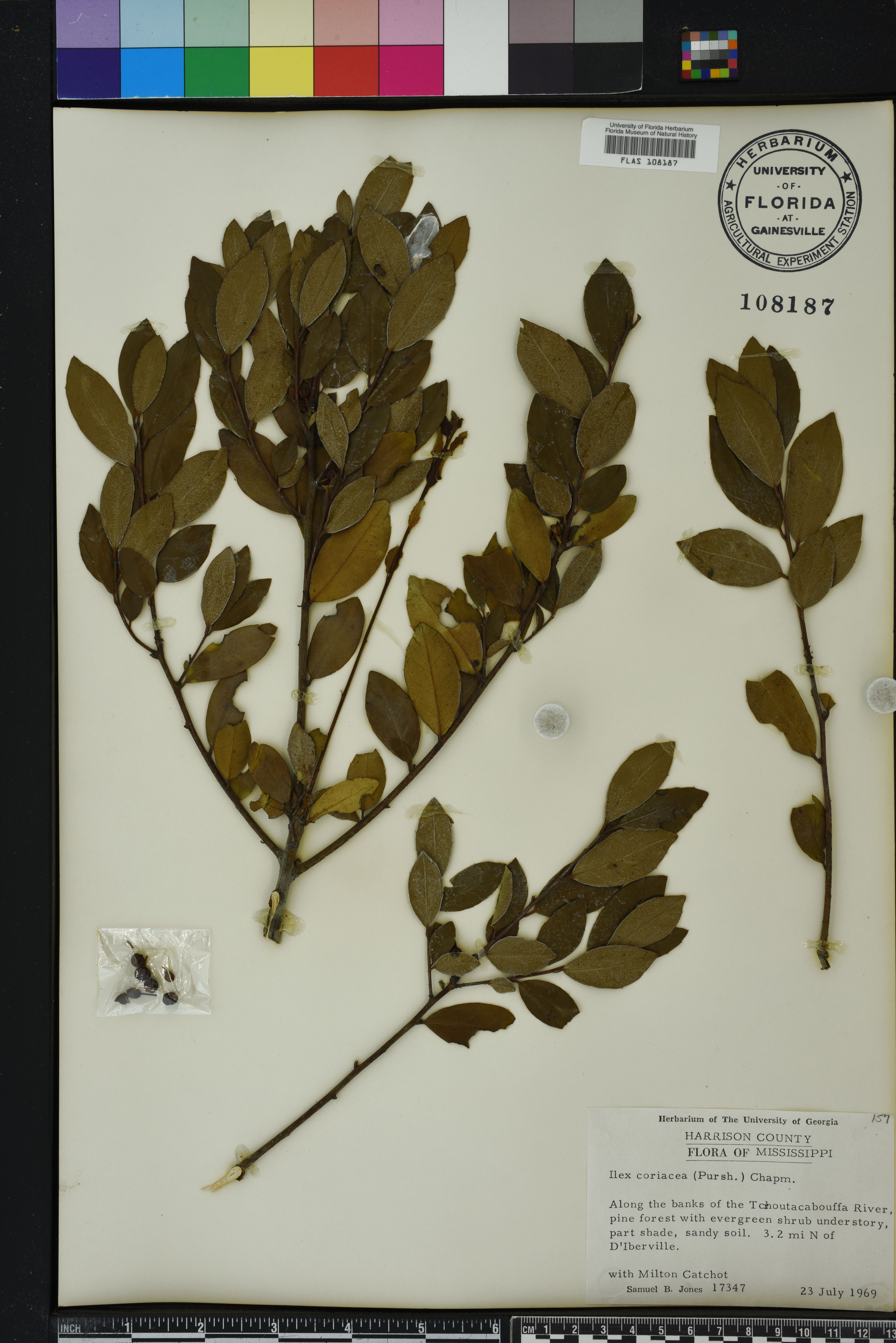 Ilex coriacea image