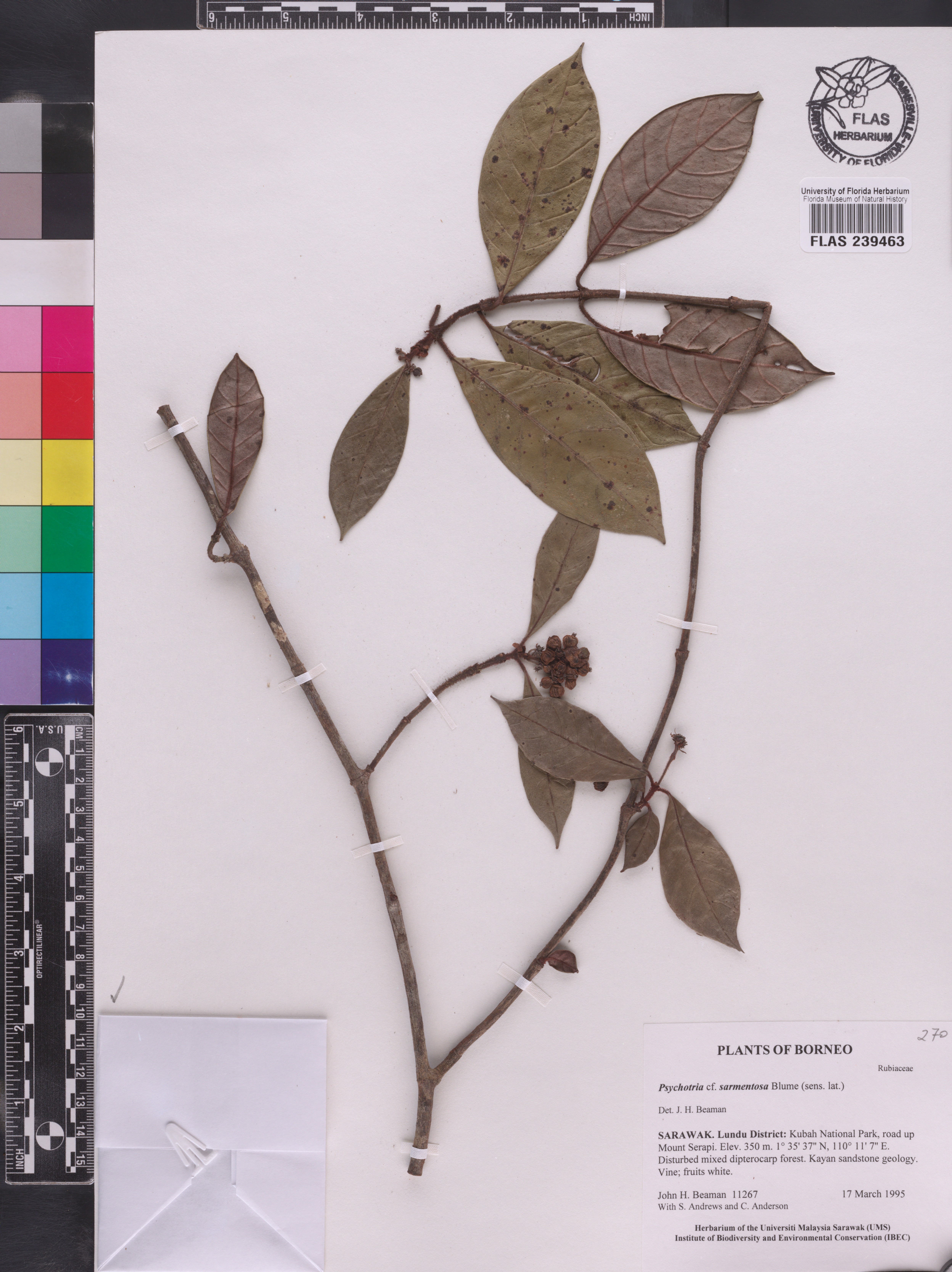 Psychotria sarmentosa image