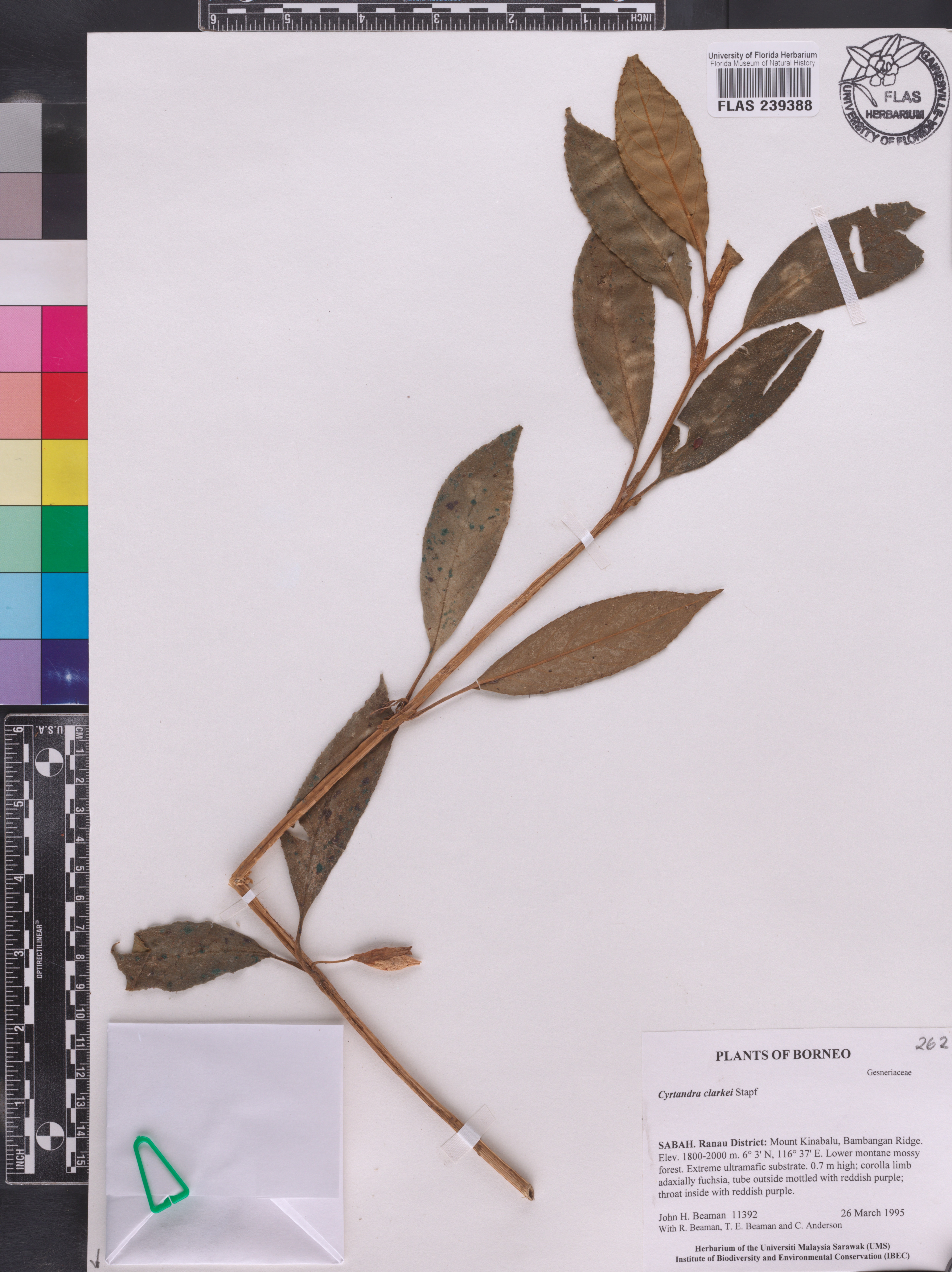 Cyrtandra clarkei image