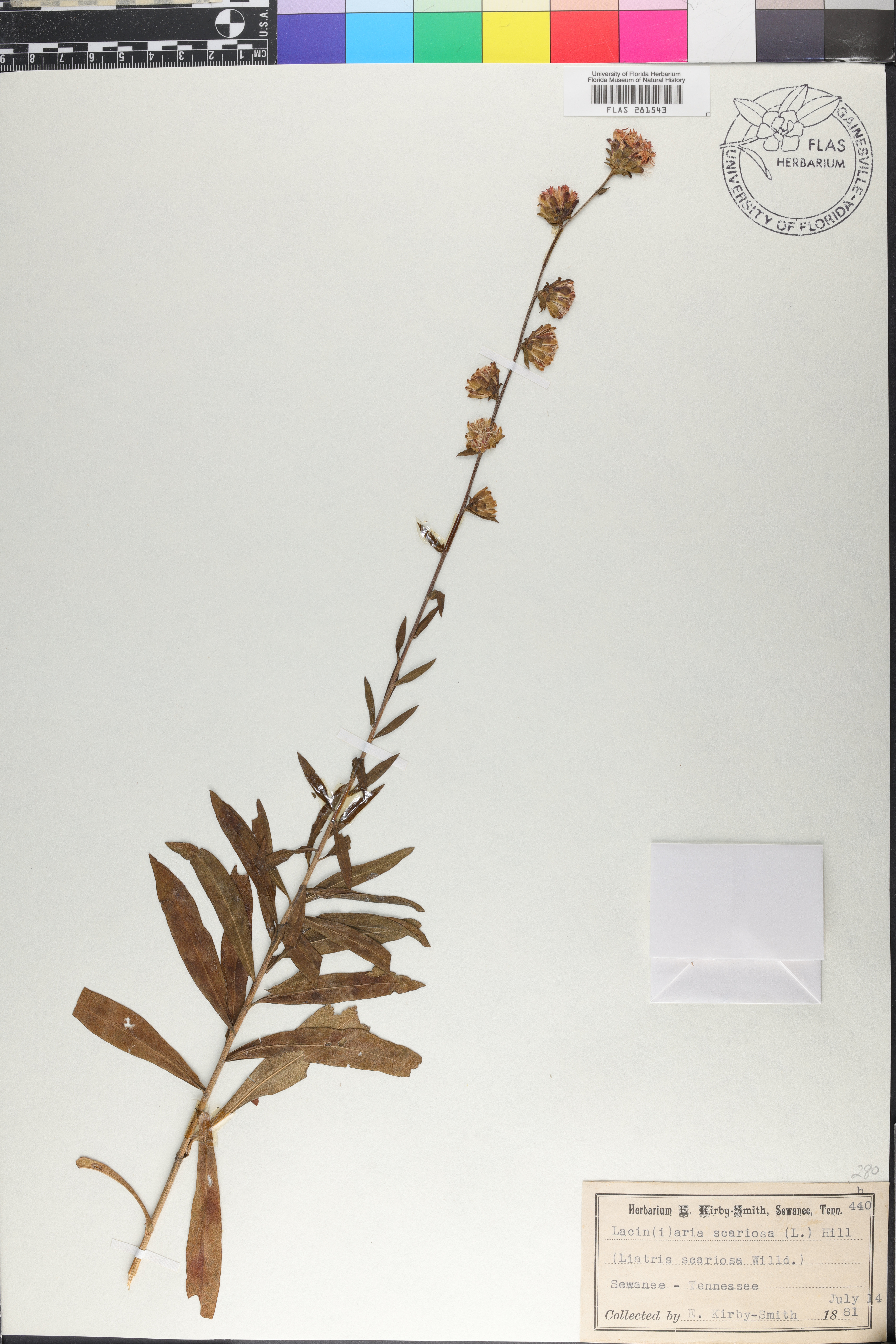 Lacinaria image